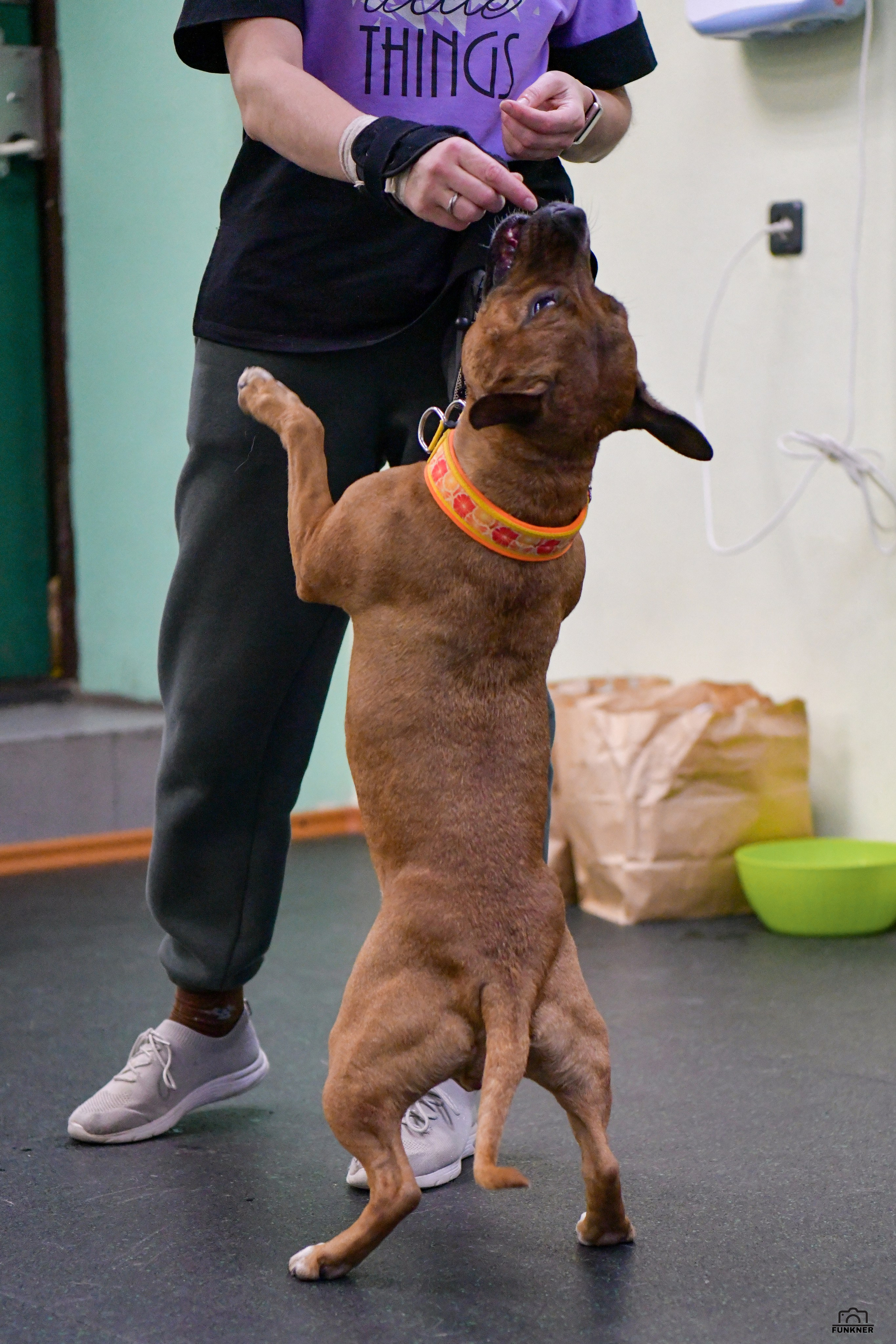 Кинологический клуб «Бодрый хвост». Свой взгляд через объектив