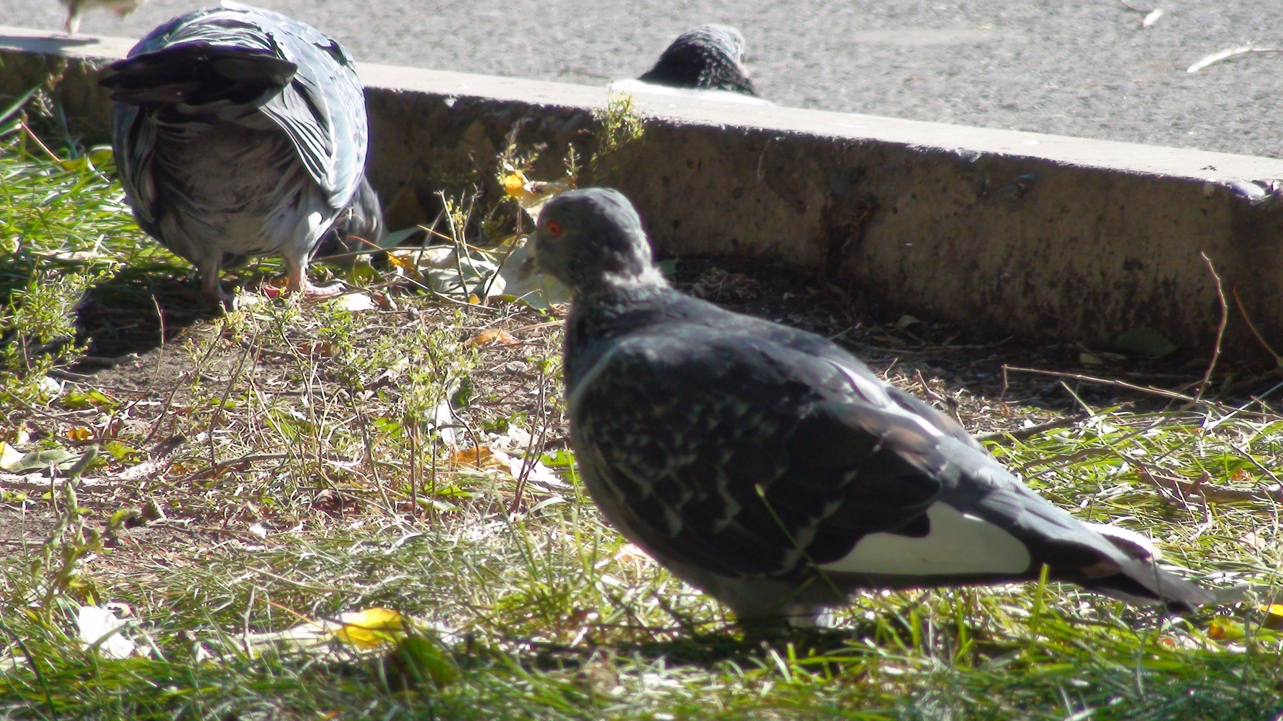 Песочные фигуры с Рускалевы 20.09.2009. Семейный, Свадебный фотограф СПБ Питер— Романова Екатерина