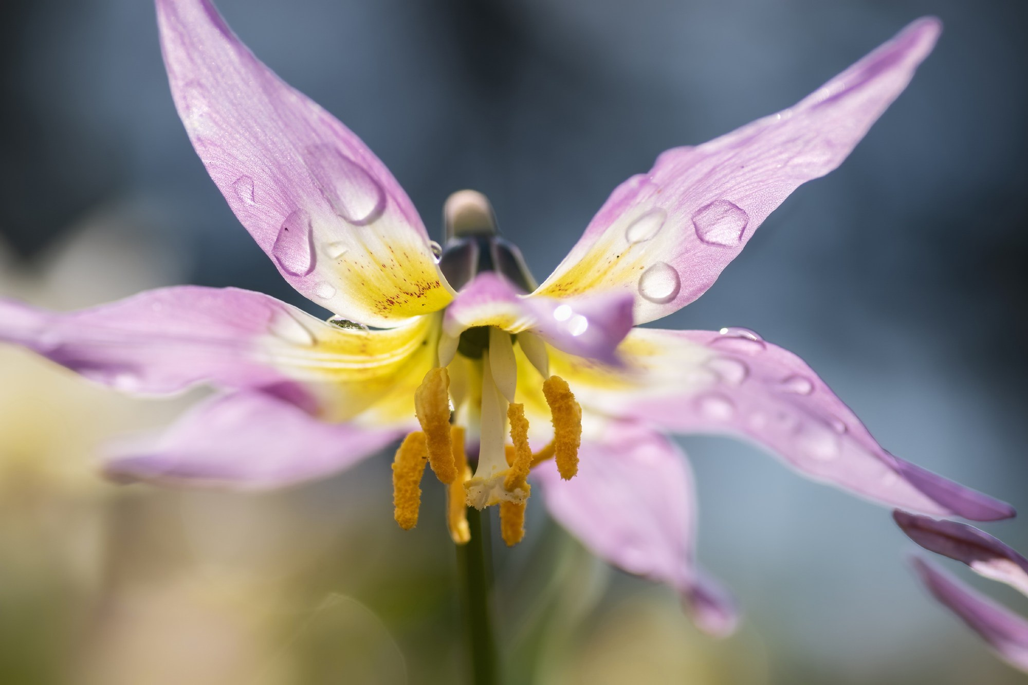 На прозрачных лепестках. Усть-Коксинский район, Красная гора, июнь 2024