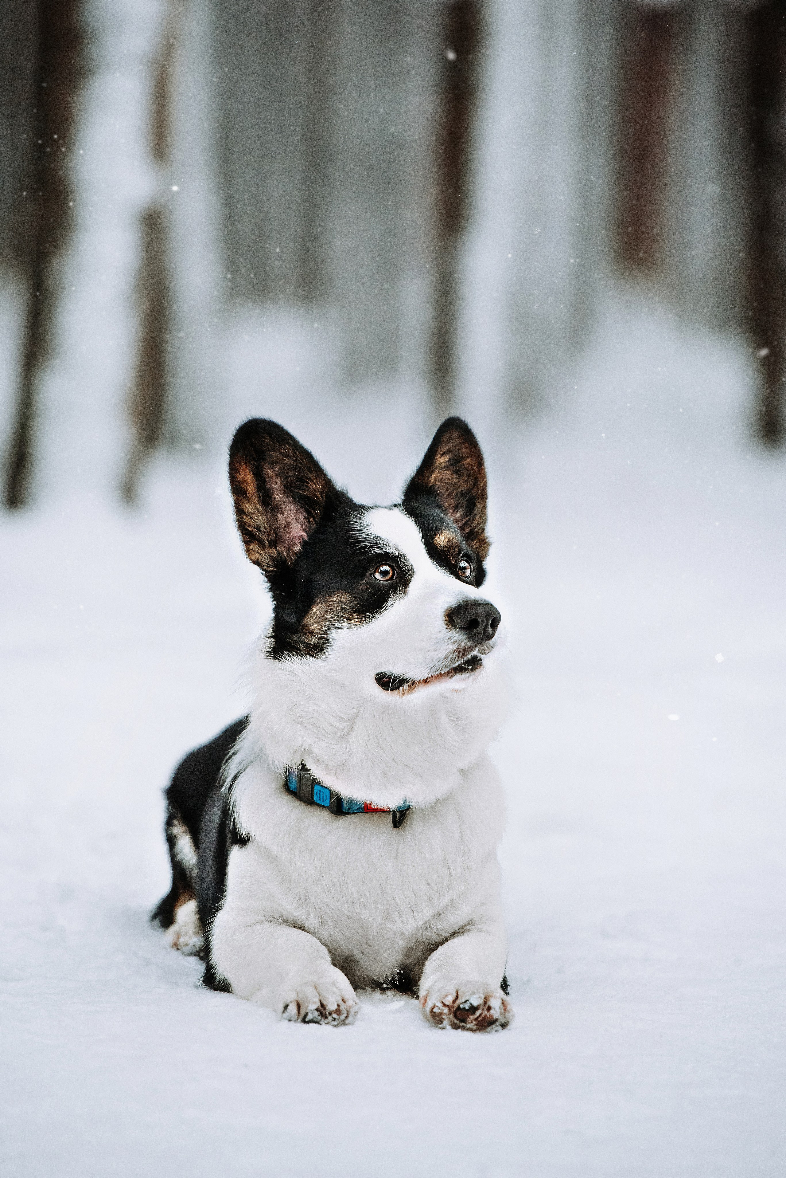 Фотопрогулка с питомцами. Фотограф Диана Оленина Красноярск / Братск
