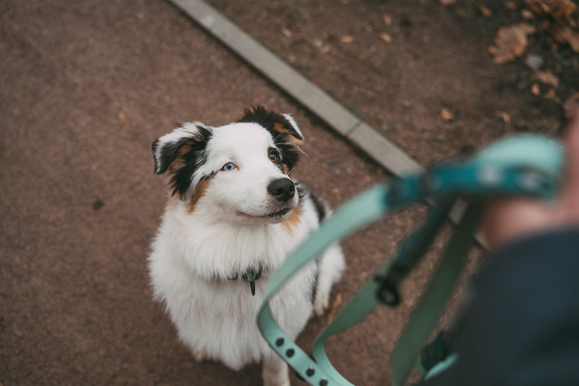 Лиза и Бублик. Фотограф анималист в Москве и Санкт-Петербурге Свиридова Анна
