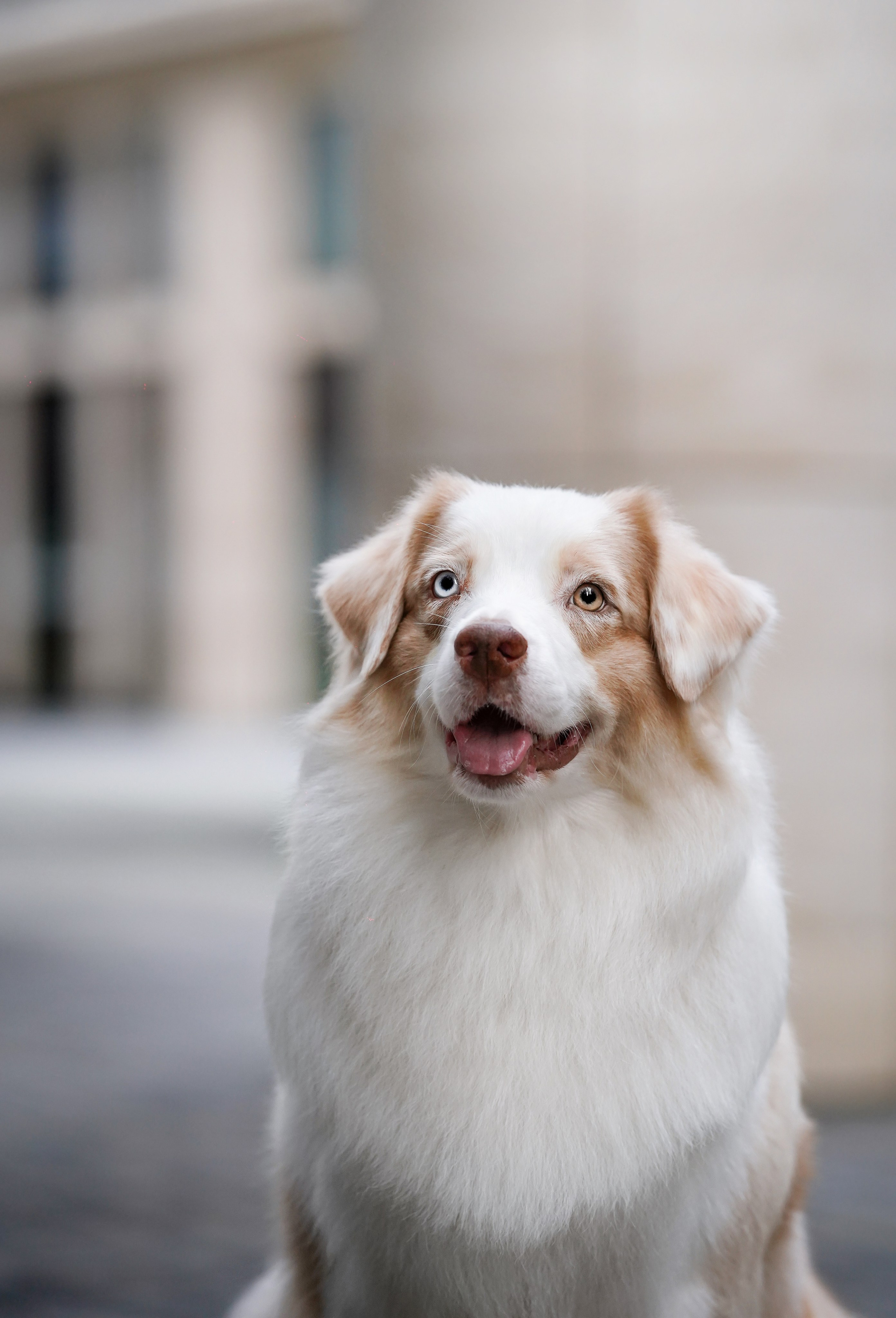 Кристина Катя Гермиона и Бэст. Фотограф-анималист в Санкт-Петербурге Яна Мартынова