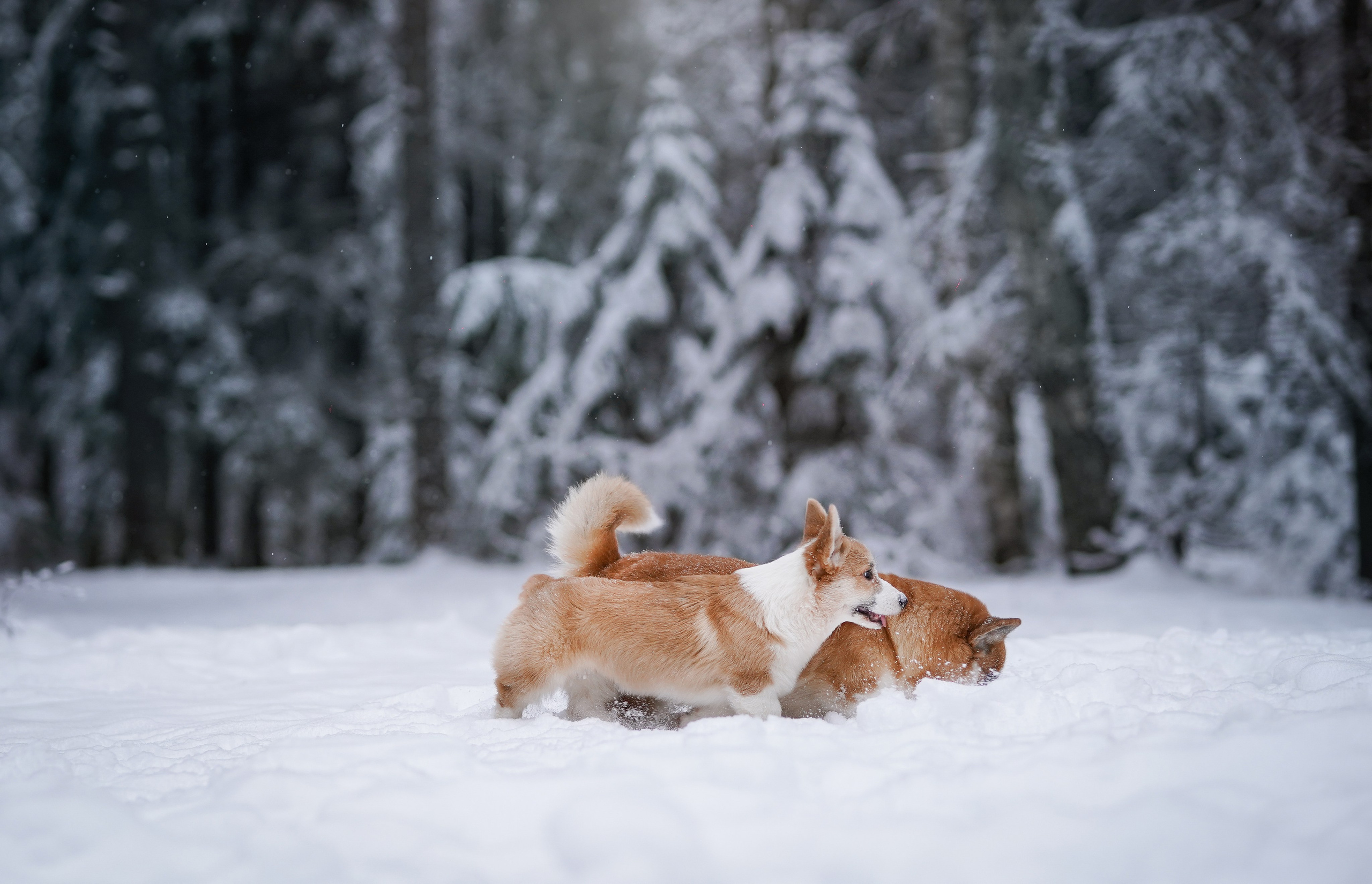 Катя Рокки и Честер. Фотограф-анималист в Санкт-Петербурге Яна Мартынова