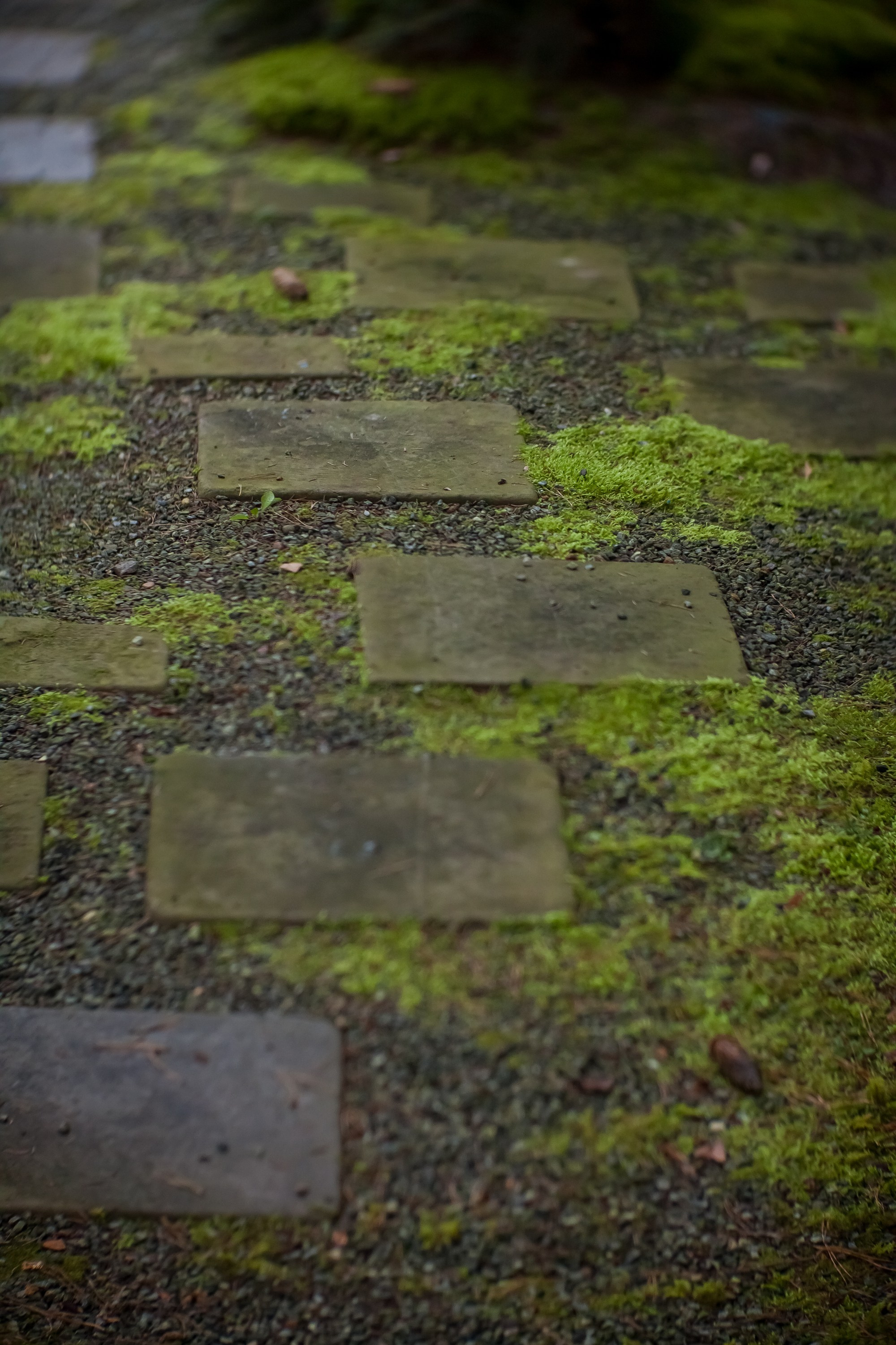 ОСТОРОЖНО МОХ. Туманов Виталий — фотограф Москва