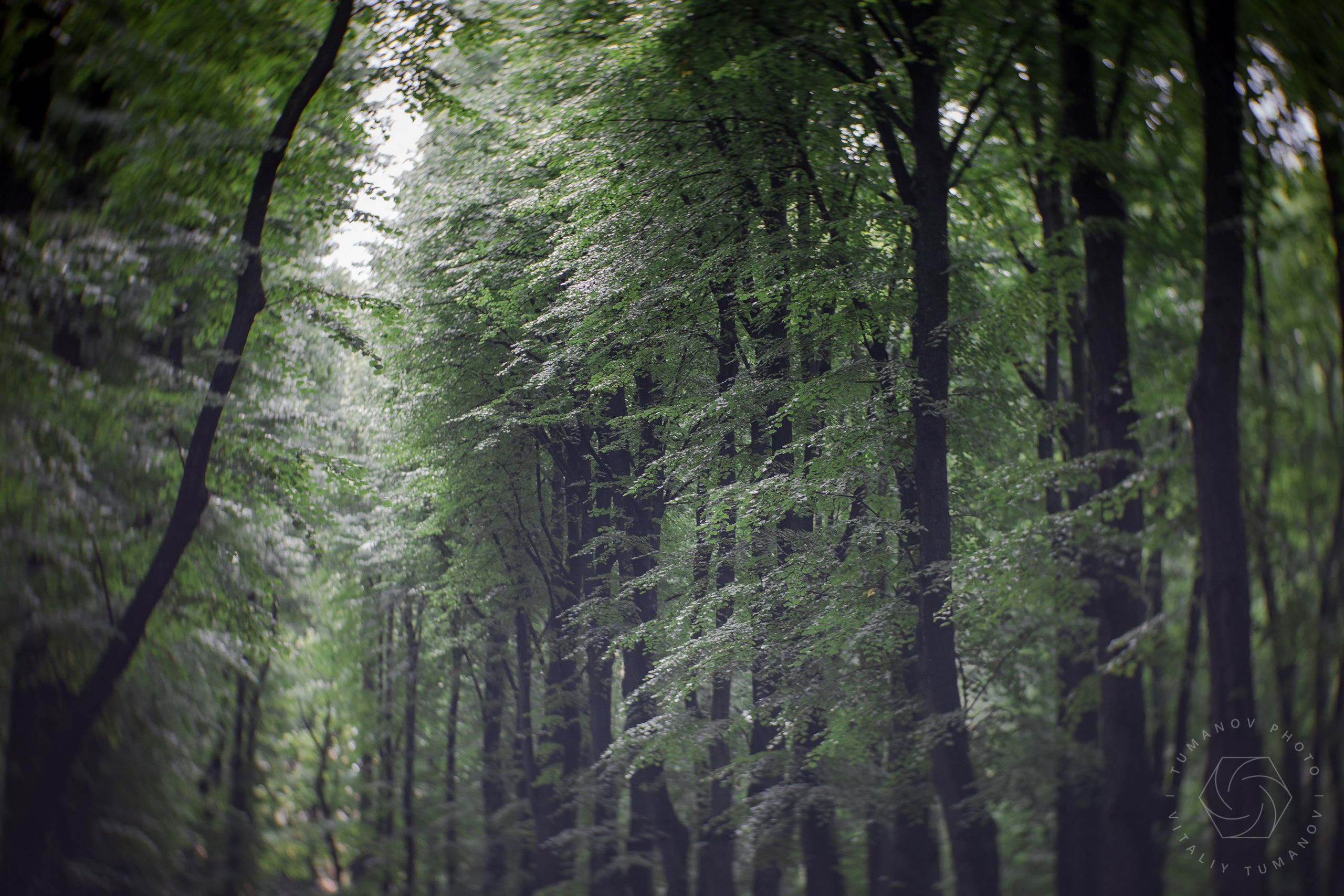 Ландшафтная фотография Летний сад Санкт-Питербург. Виталий Туманов — Ландшафтный фотограф