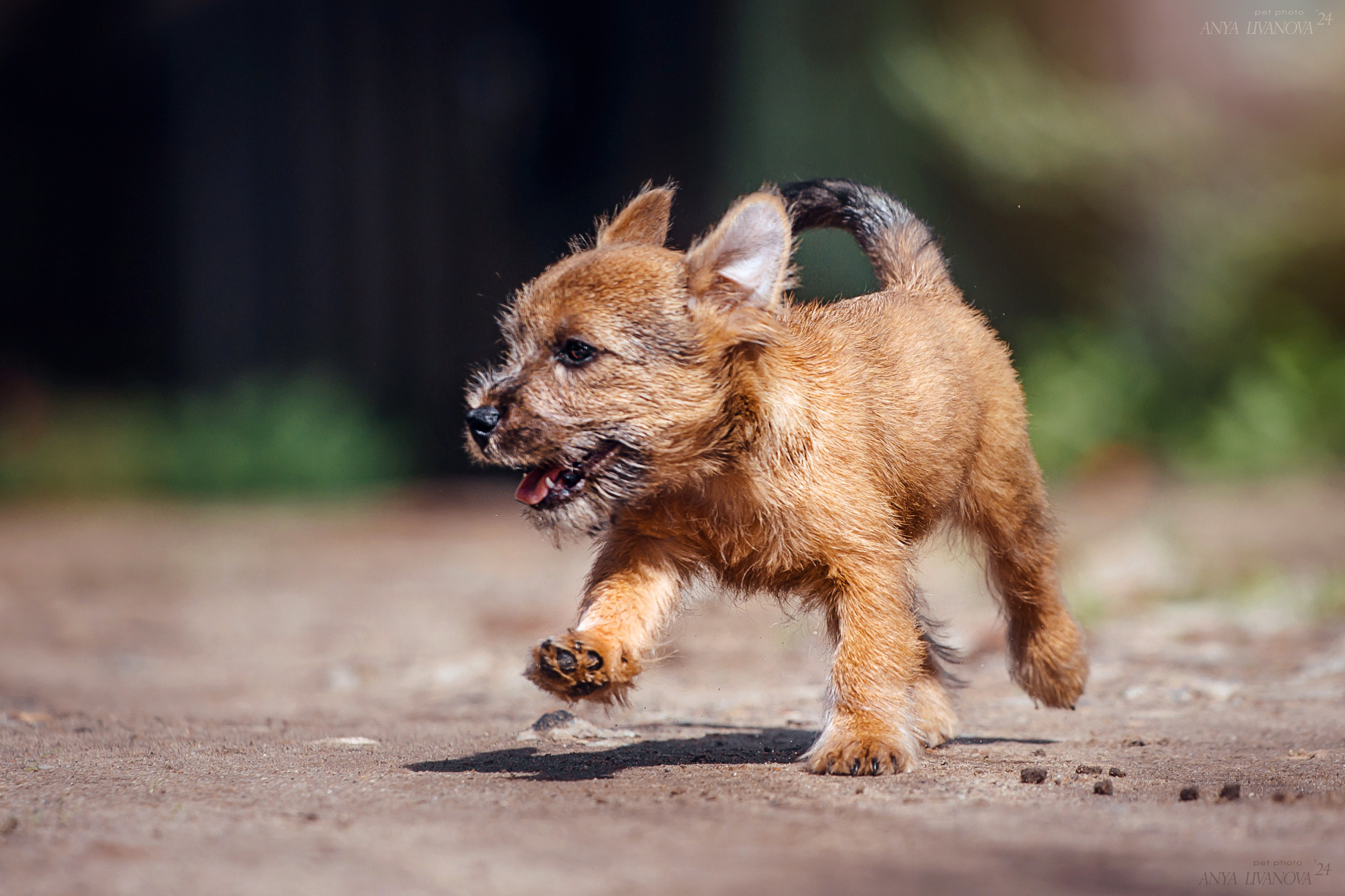 Норвичи. Фотограф анималист Аня Ливанова | Рыбинск