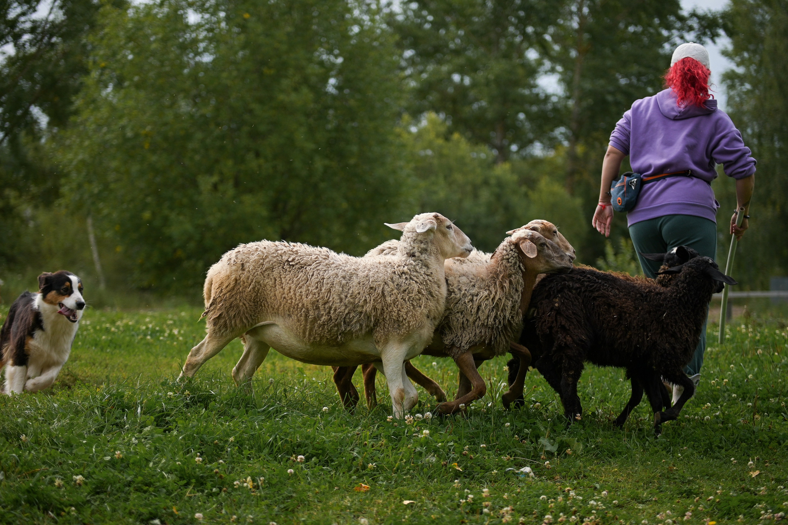 Пастьба собак. Творческий фотограф Вологда