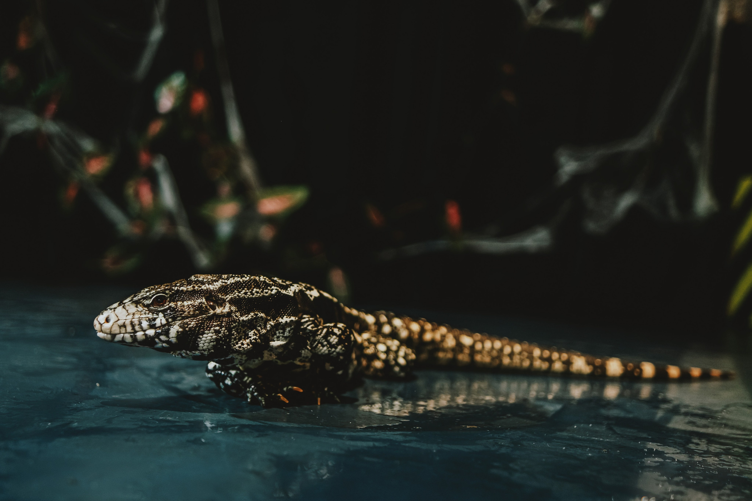 Дом Драконов. Nattie.ph