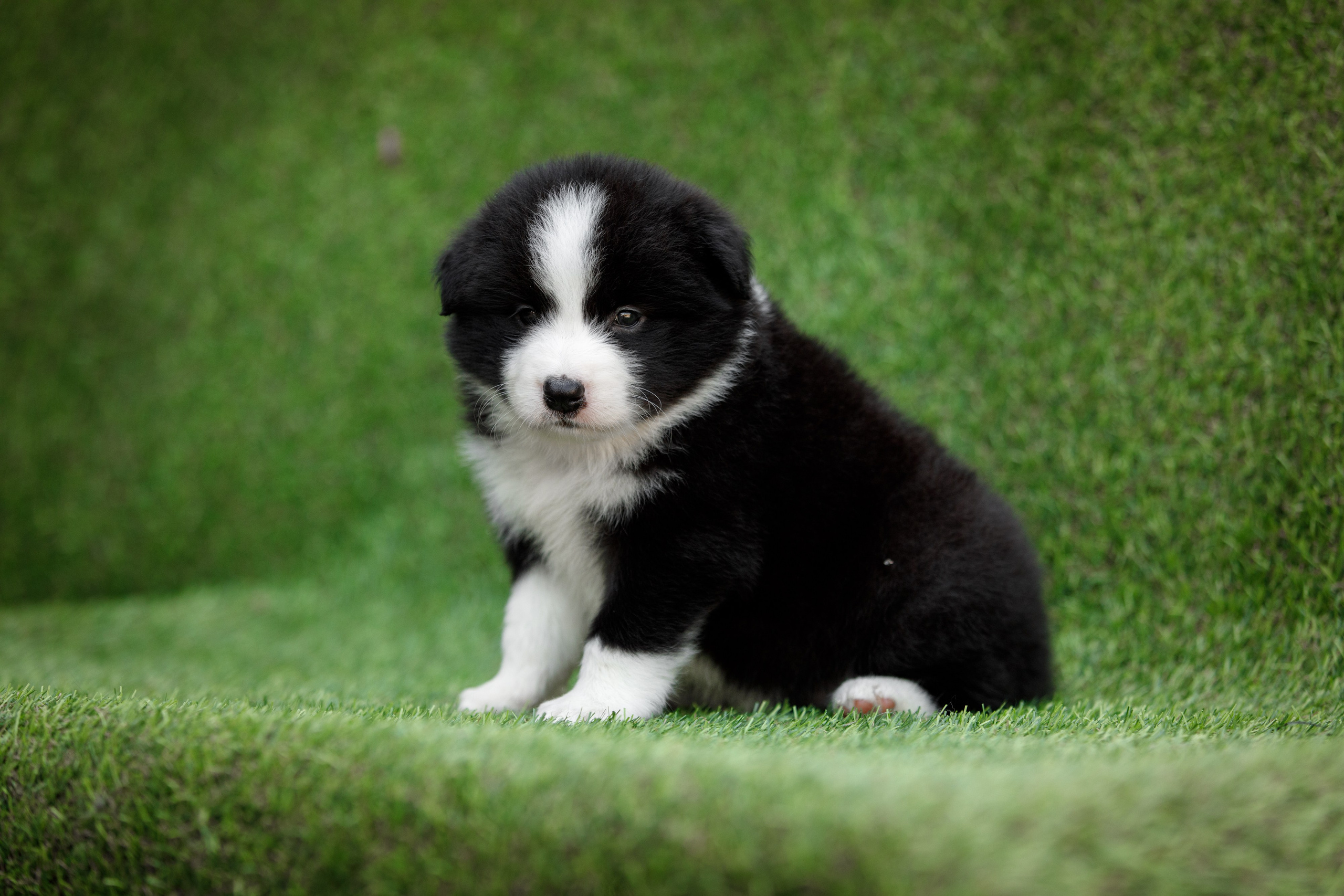 Смешарики. О нас