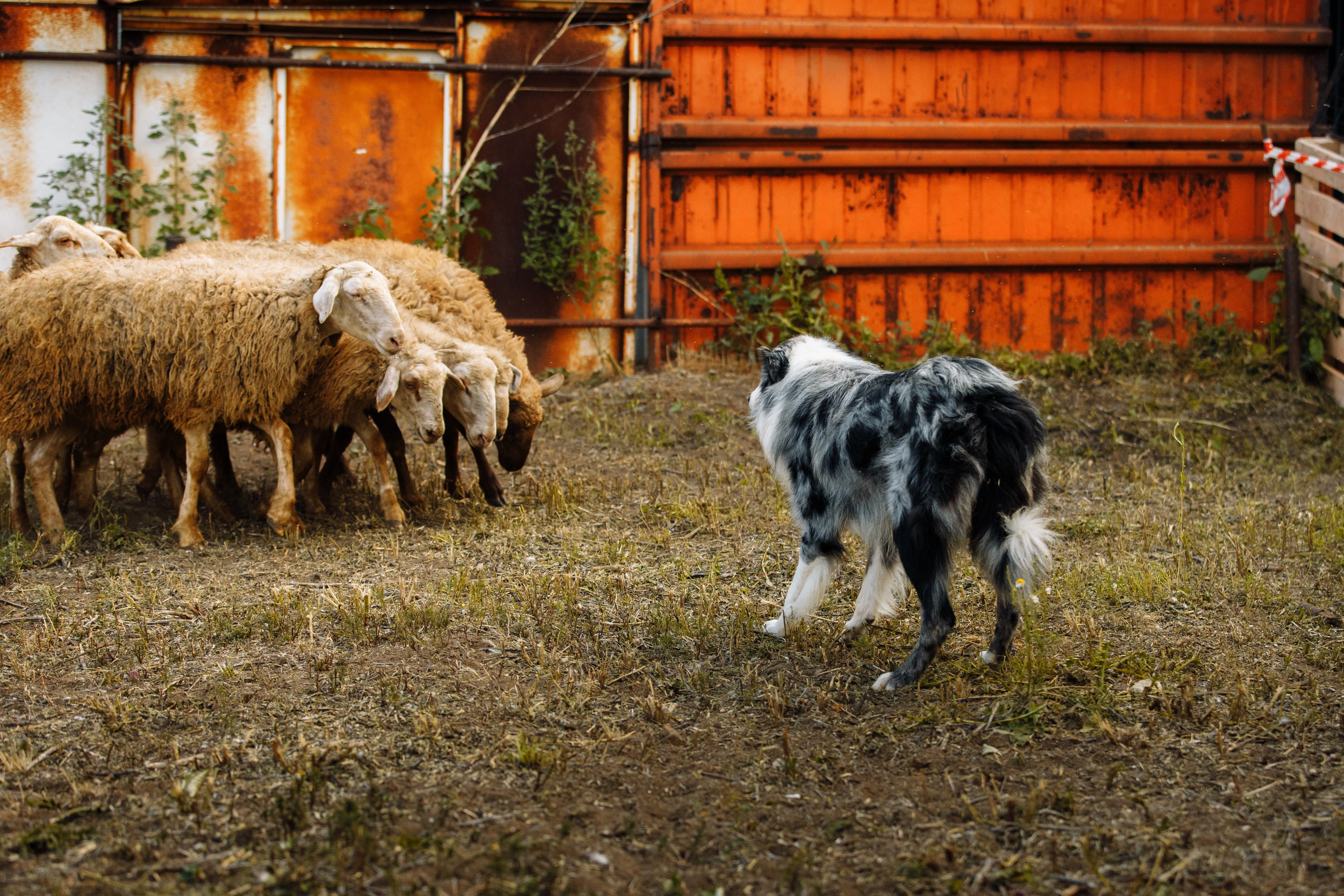 Овечий день. О нас