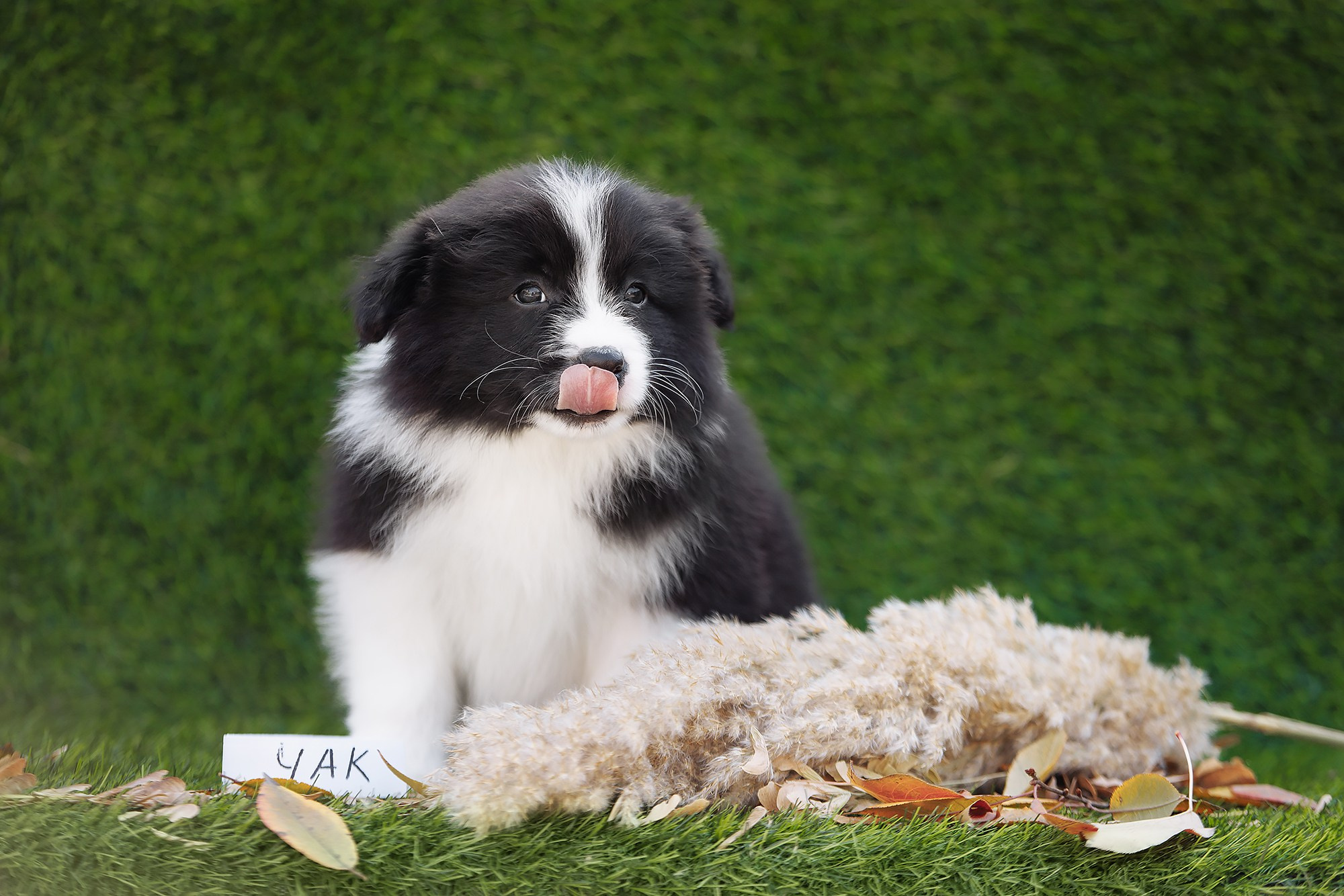 Новый лист. О нас