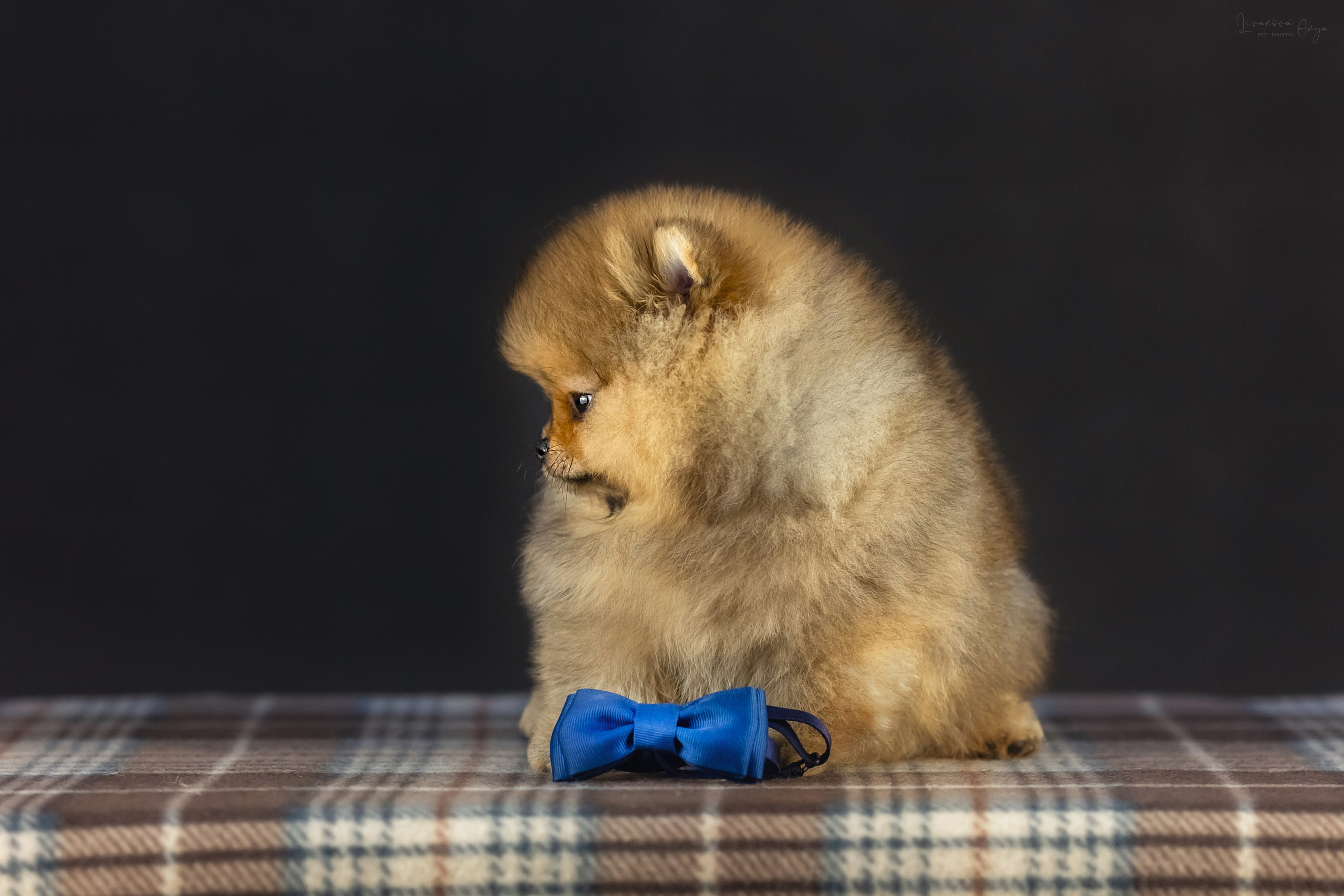 Шпикачки. Фотограф анималист Аня Ливанова | Рыбинск