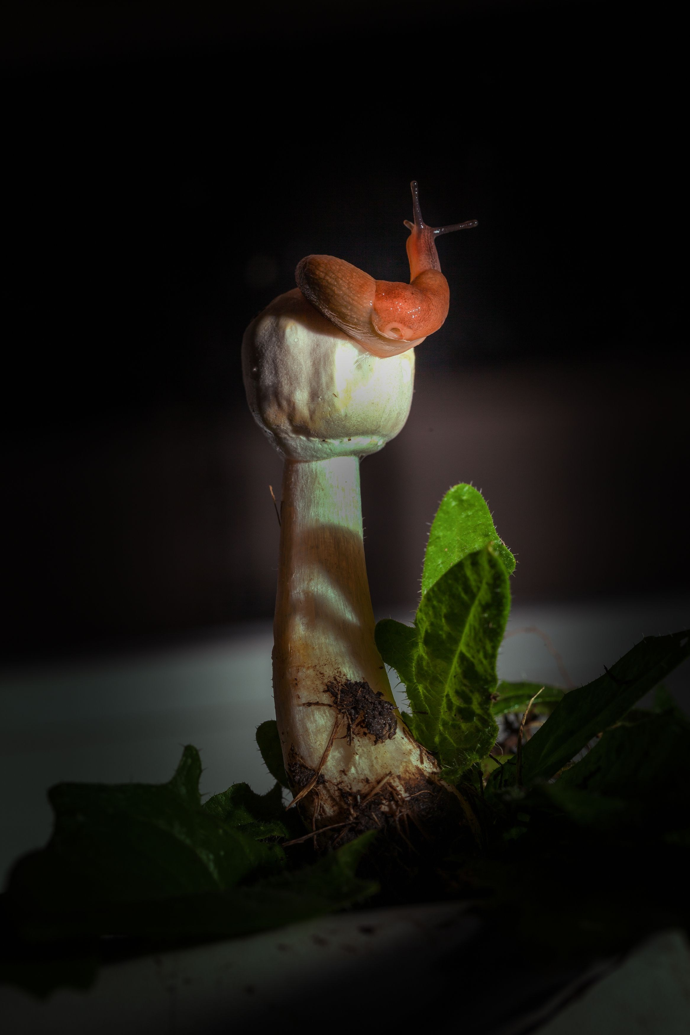 Утреняя любовь слизней. Медиапродюсер, фотограф в Минеральных Водах —Виктор Холодов