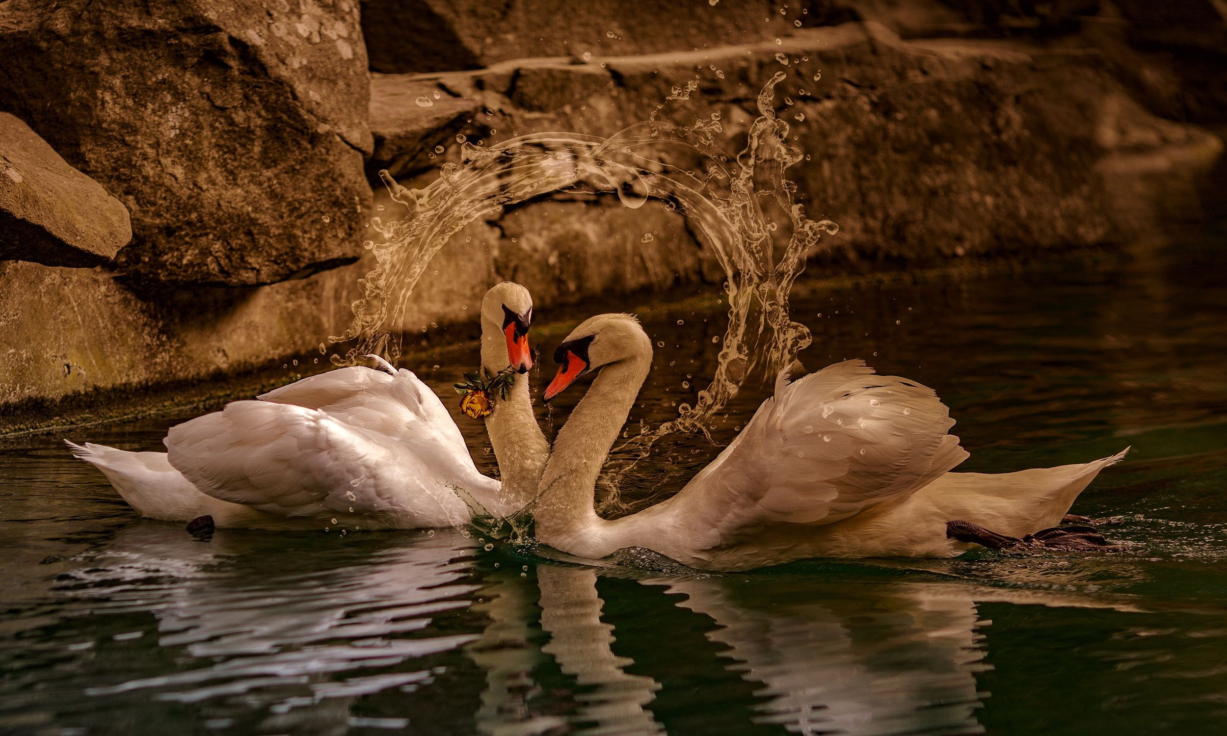 Лебединая верность. Медиапродюсер, фотограф в Минеральных Водах —Виктор Холодов