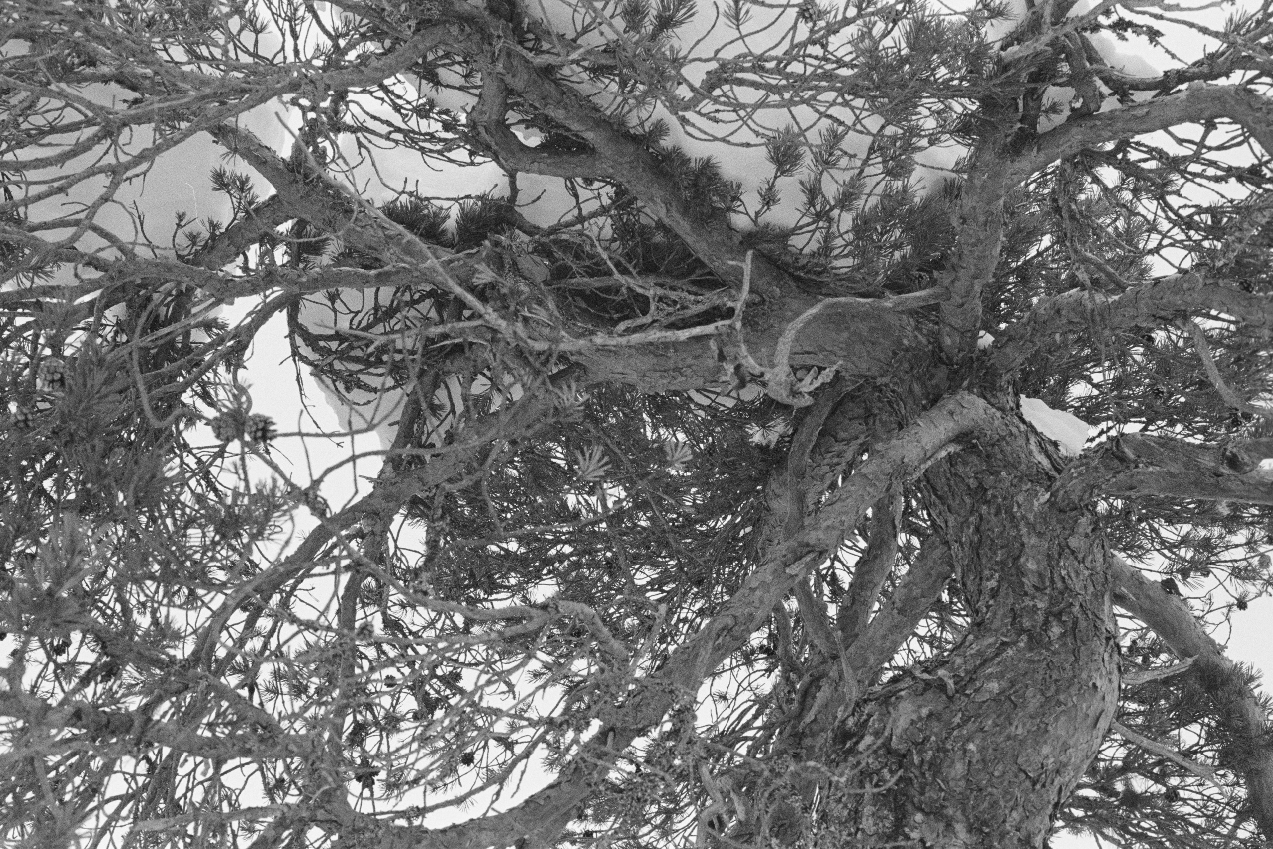 День проявки. Северные Ночи