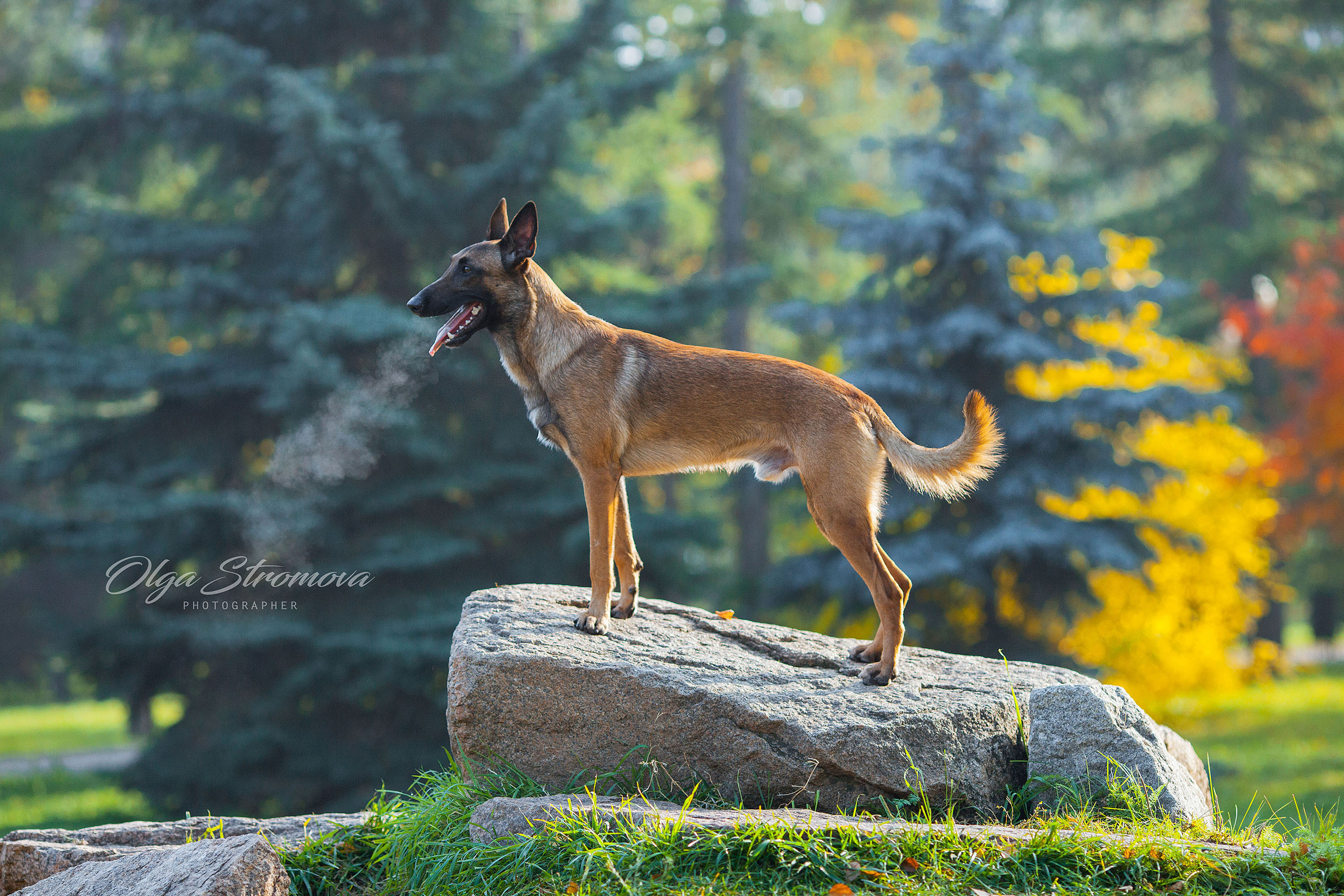 Съемка животных. Конный фотограф в Челябинске Стромова Ольга