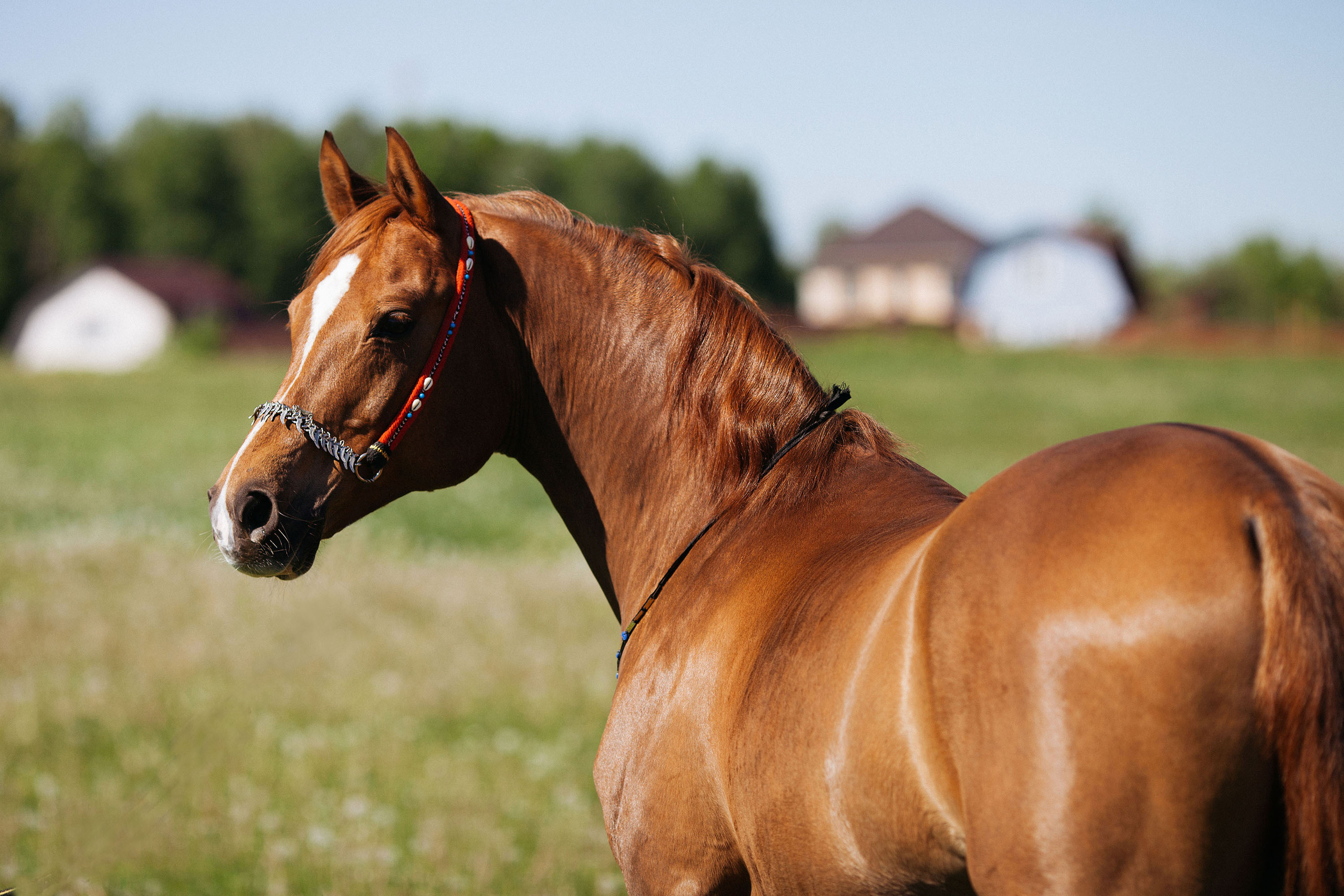 Съемка животных. Конный фотограф в Челябинске Стромова Ольга
