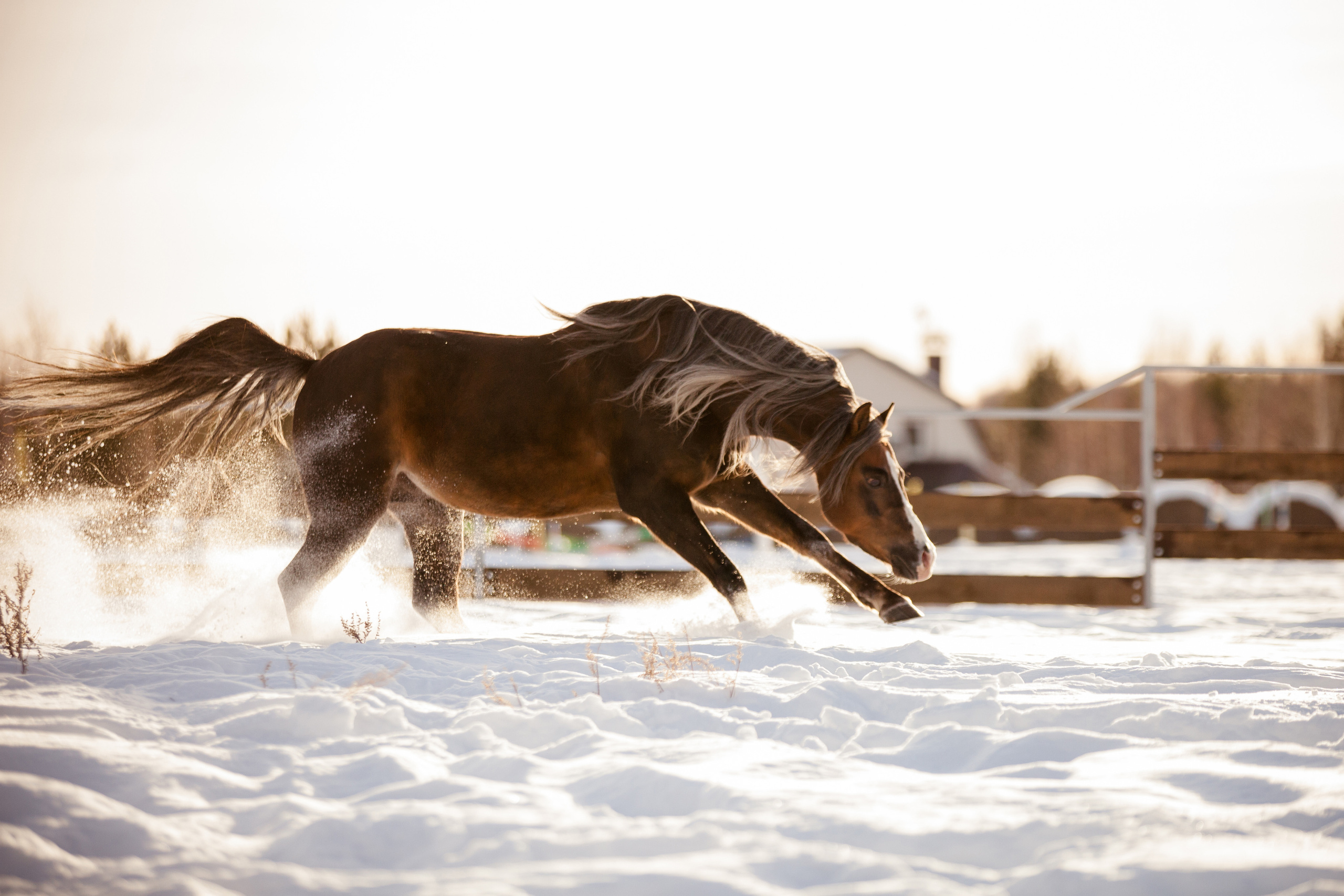 Съемка животных. Конный фотограф в Челябинске Стромова Ольга