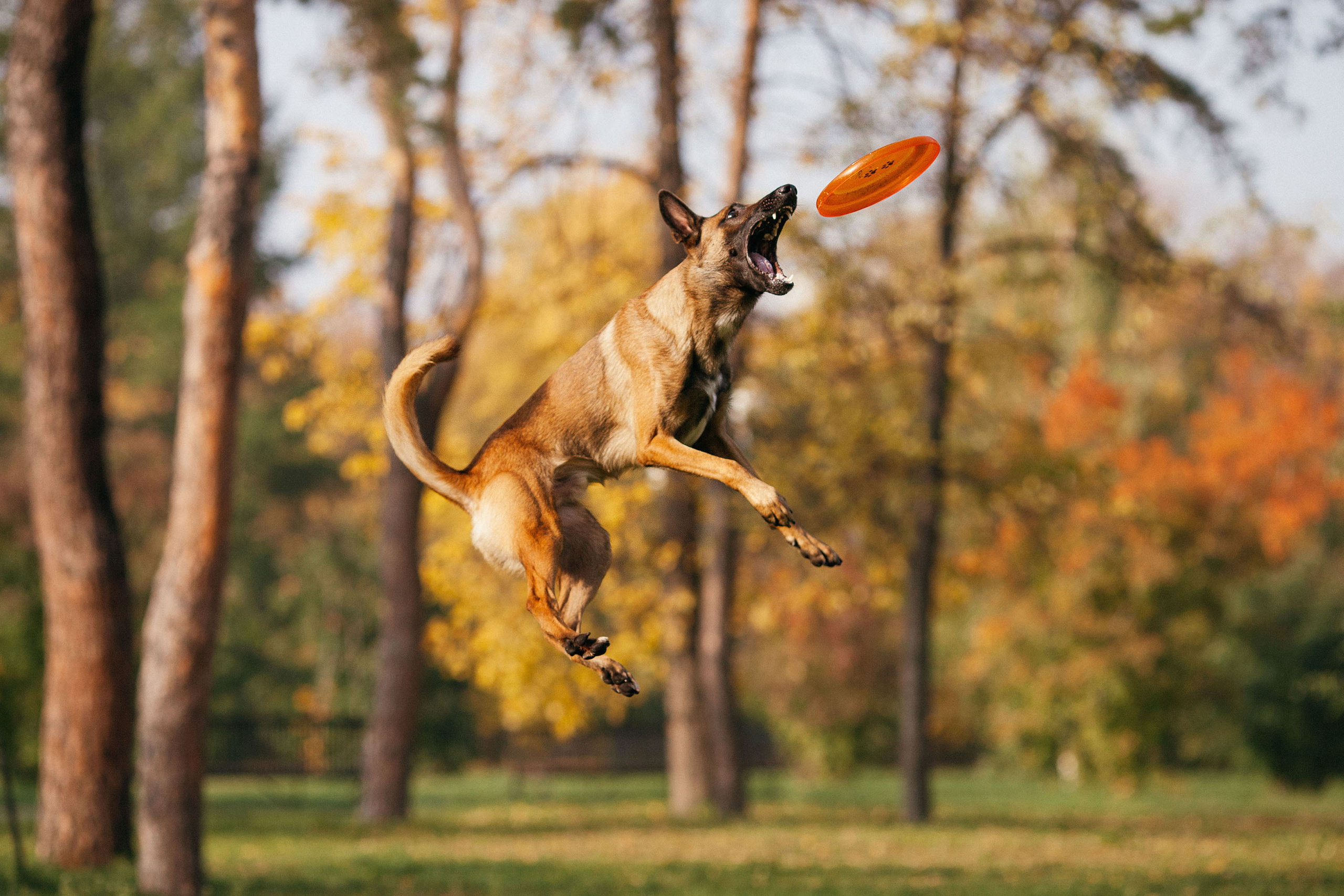 Съемка животных. Конный фотограф в Челябинске Стромова Ольга