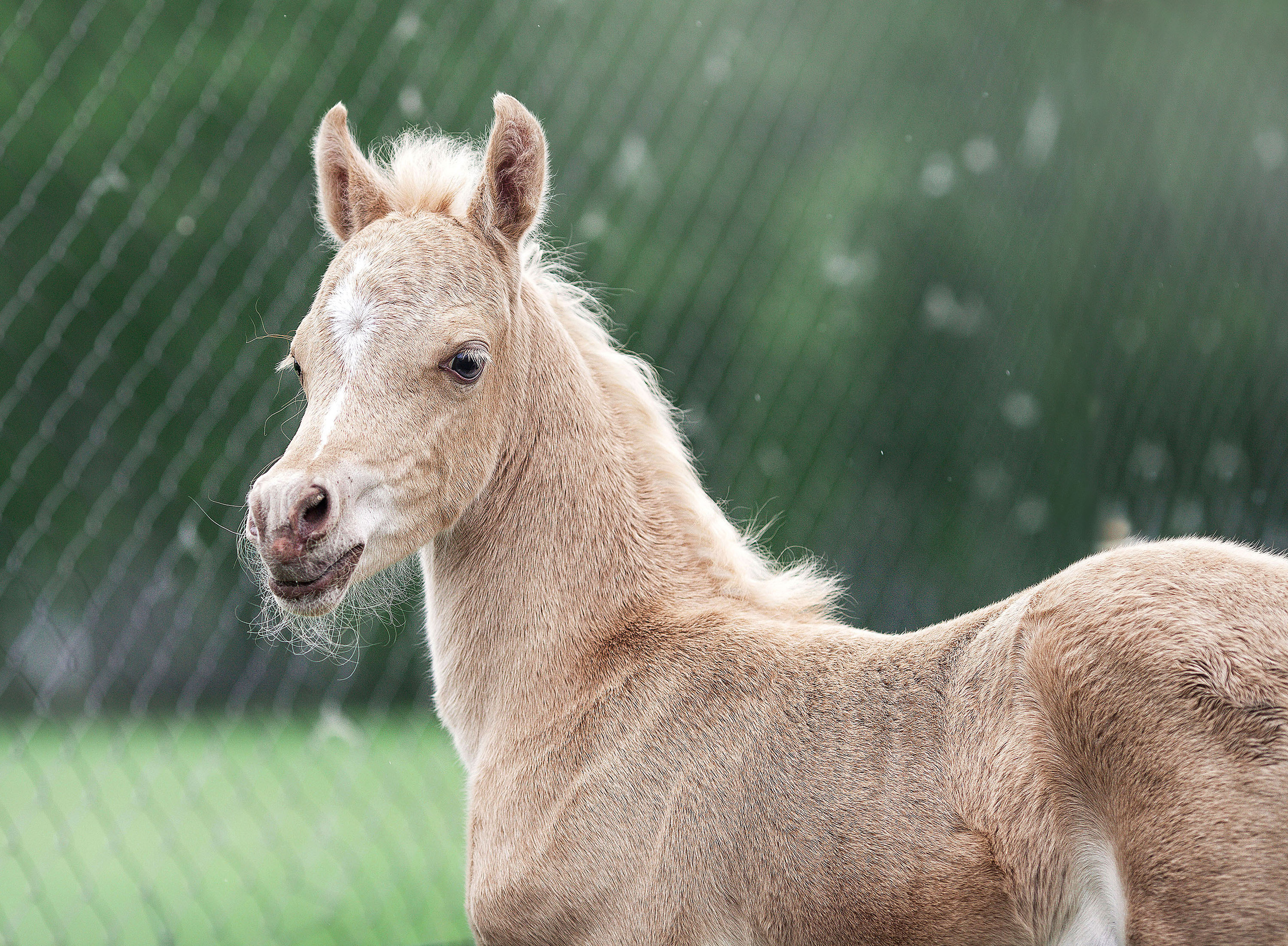 Съемка животных. Конный фотограф в Челябинске Стромова Ольга