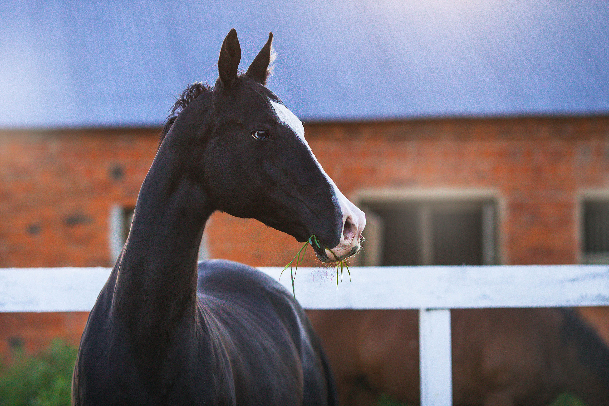 Съемка животных. Конный фотограф в Челябинске Стромова Ольга