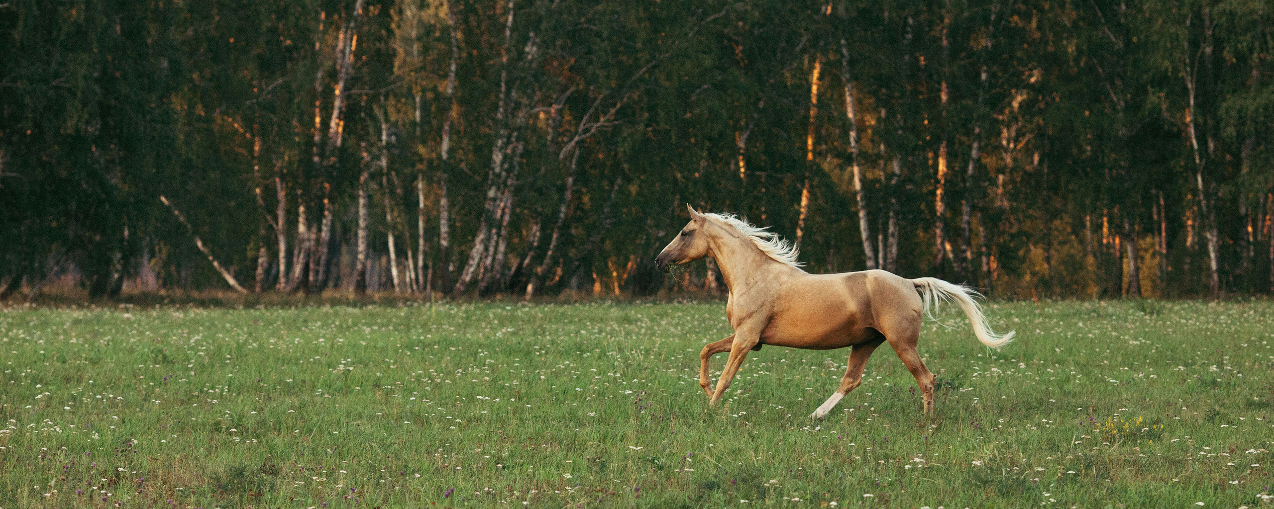 Съемка животных. Конный фотограф в Челябинске Стромова Ольга