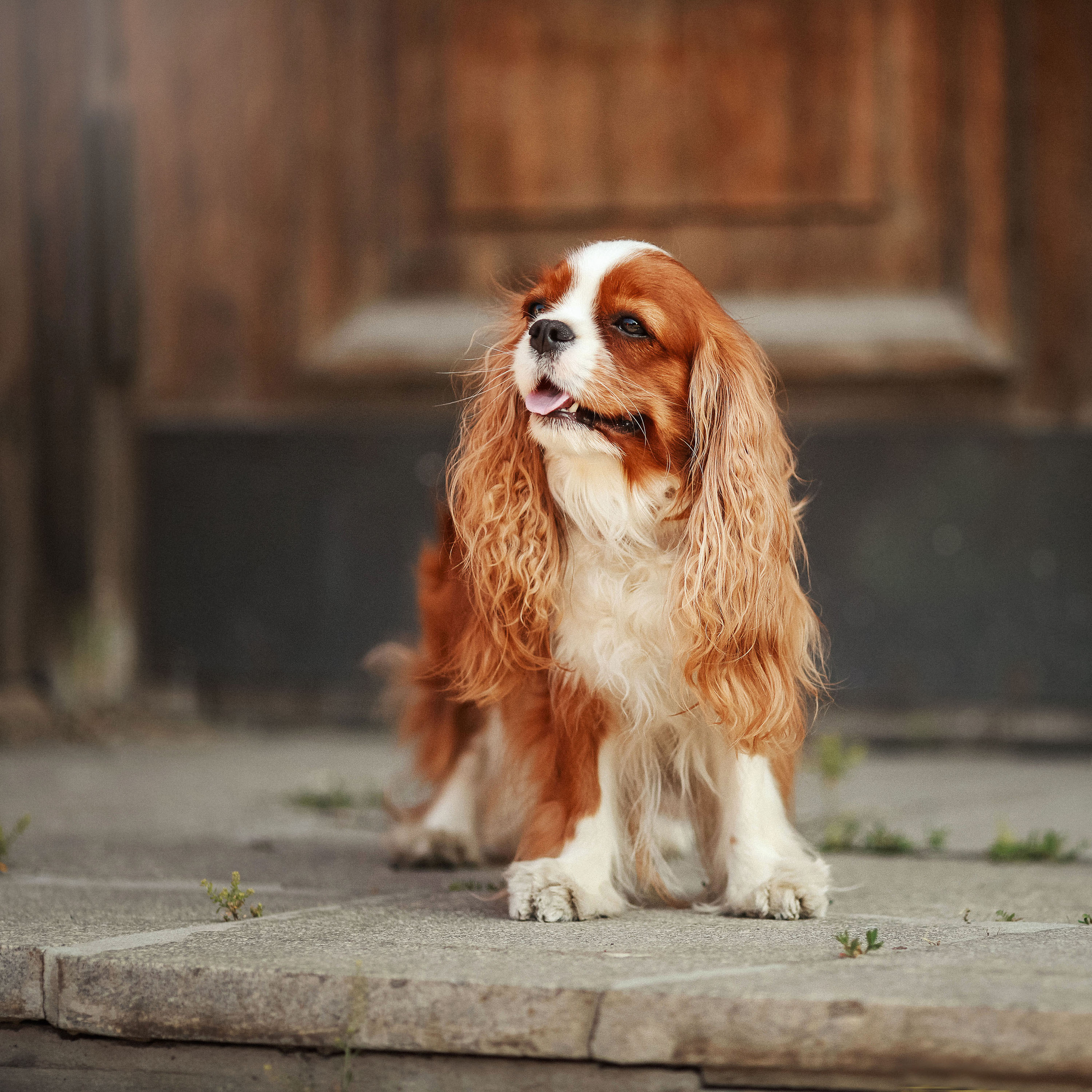 Съемка животных. Конный фотограф в Челябинске Стромова Ольга