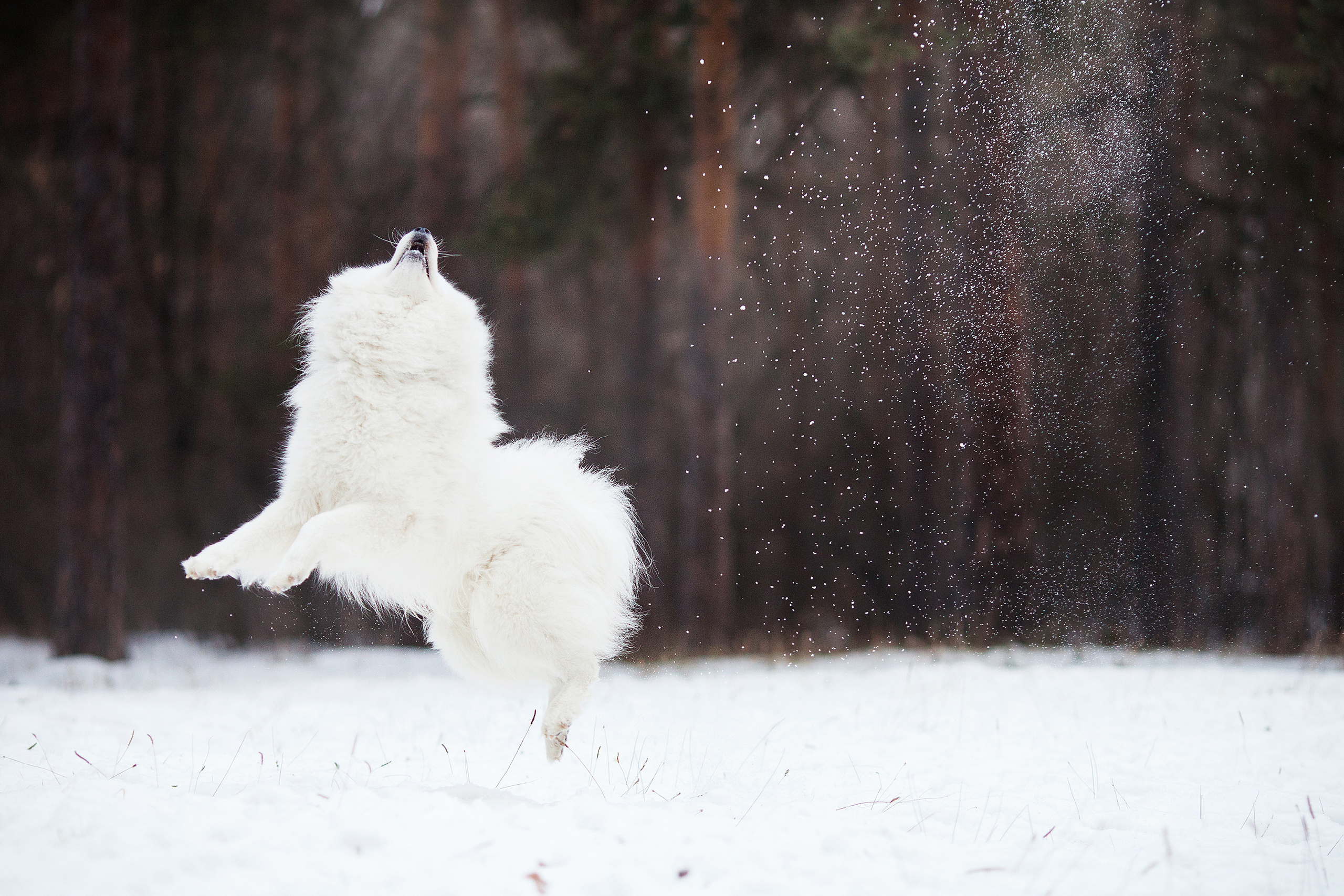 Съемка животных. Конный фотограф в Челябинске Стромова Ольга