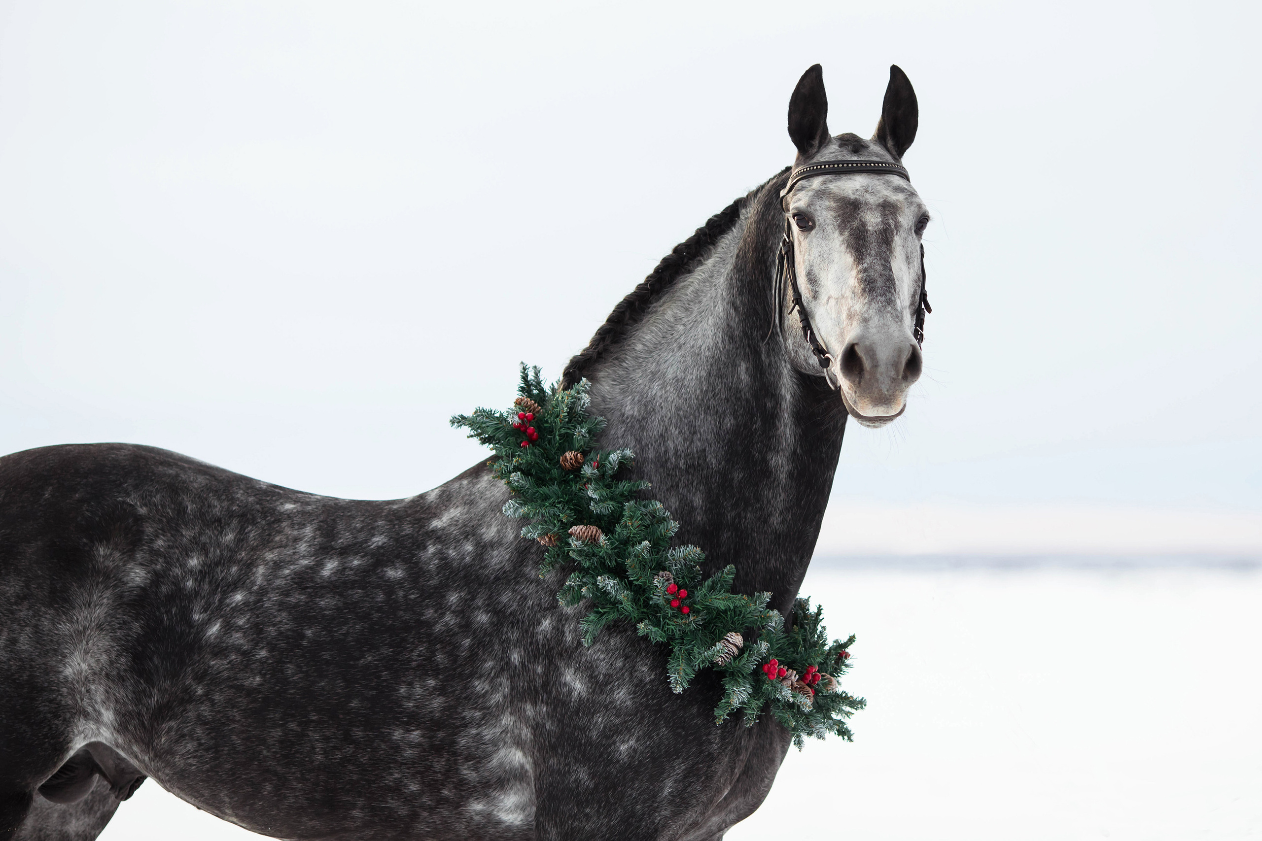 Съемка животных. Конный фотограф в Челябинске Стромова Ольга