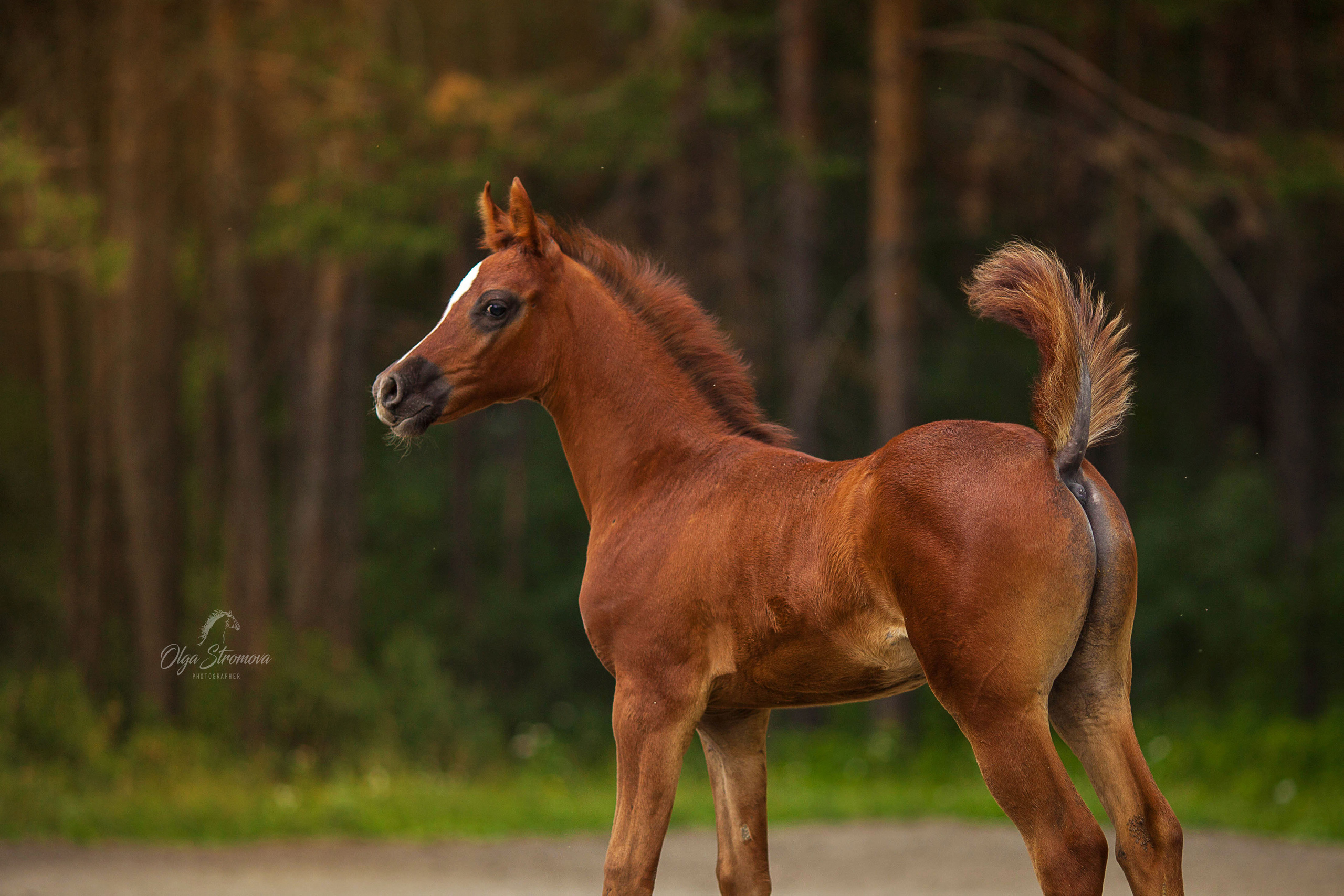 Съемка животных. Конный фотограф в Челябинске Стромова Ольга