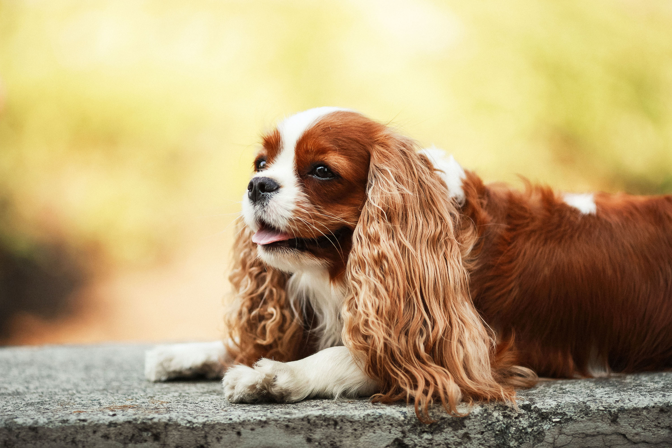 Съемка животных. Конный фотограф в Челябинске Стромова Ольга