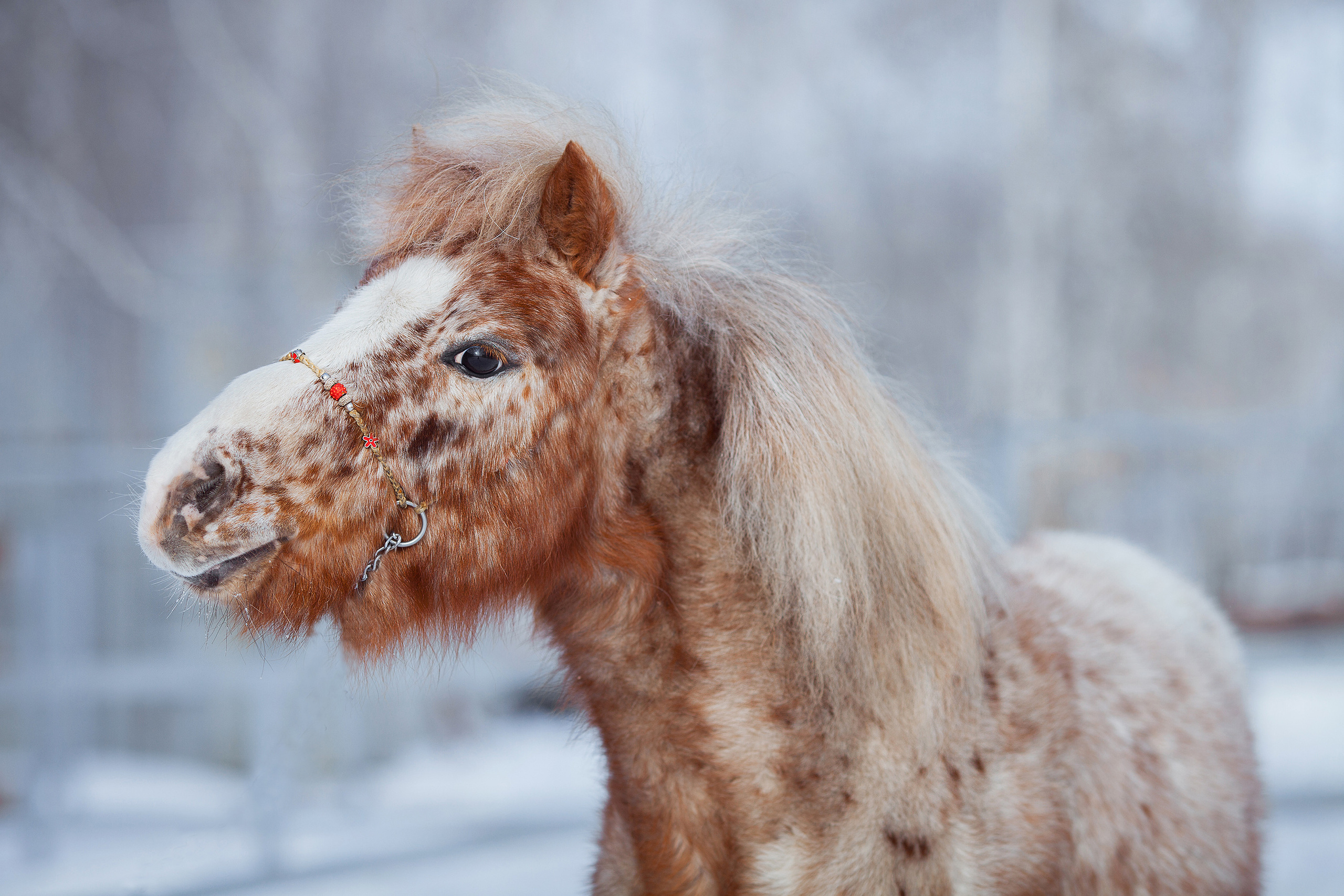 Съемка животных. Конный фотограф в Челябинске Стромова Ольга