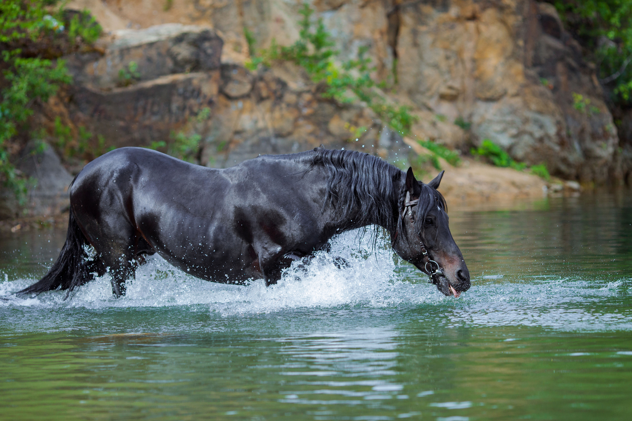 Съемка животных. Конный фотограф в Челябинске Стромова Ольга