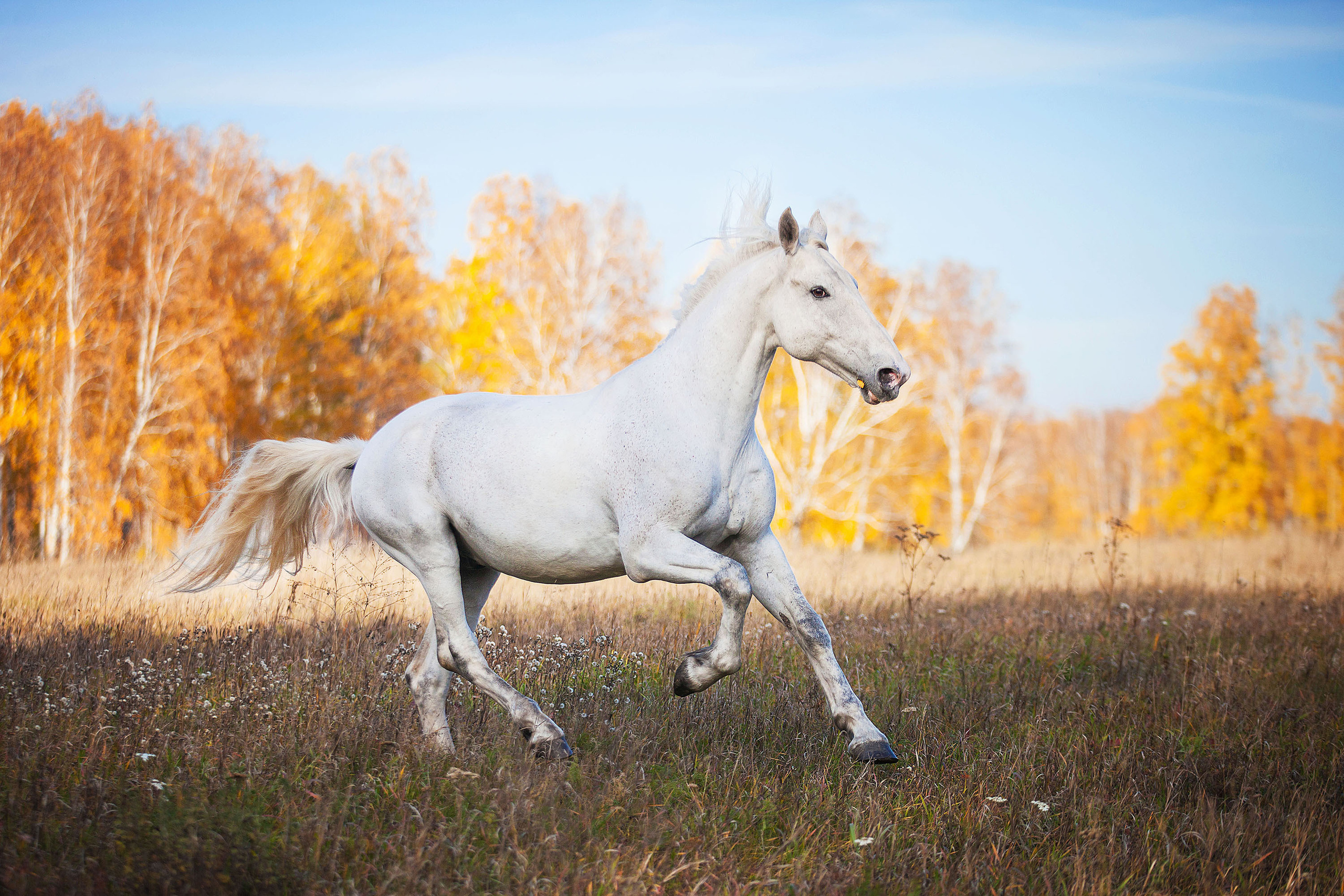 Съемка животных. Конный фотограф в Челябинске Стромова Ольга