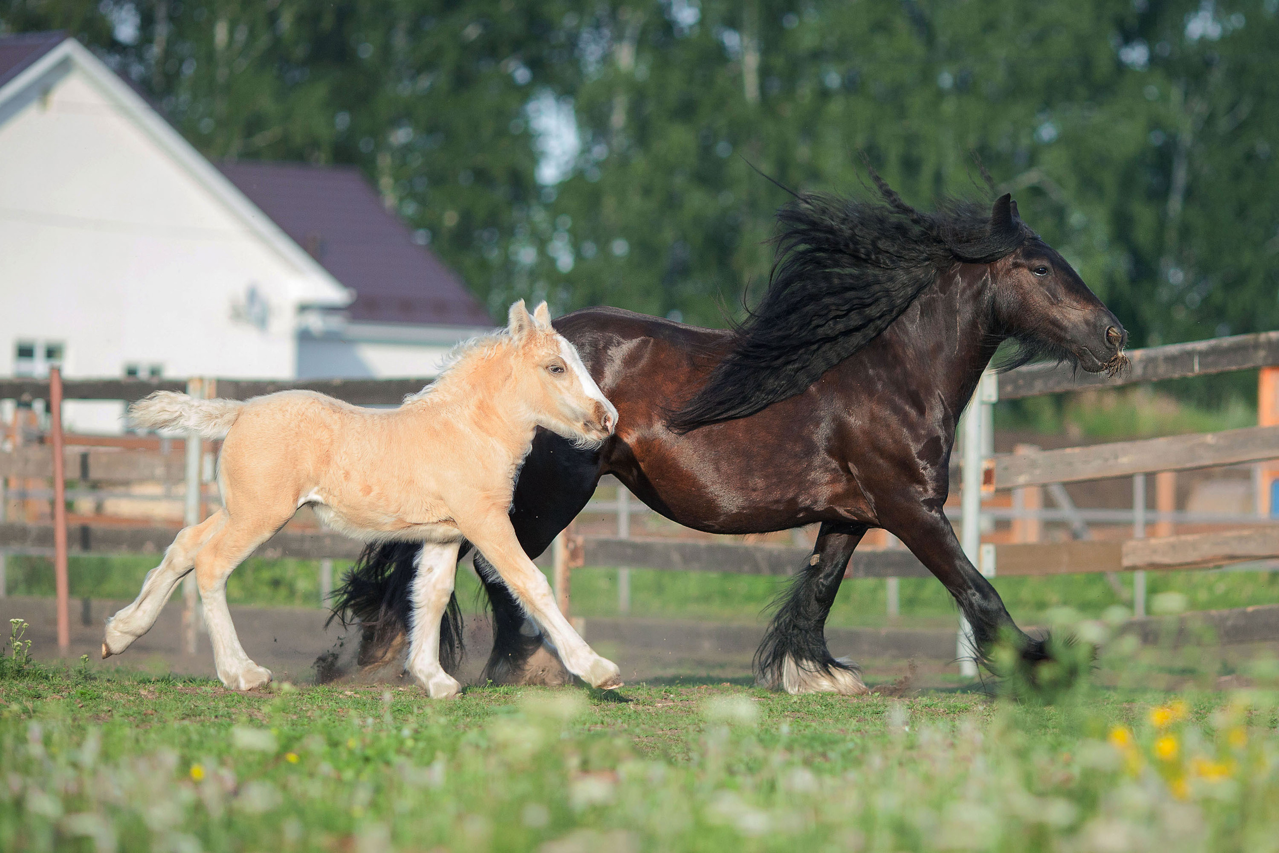 Съемка животных. Конный фотограф в Челябинске Стромова Ольга