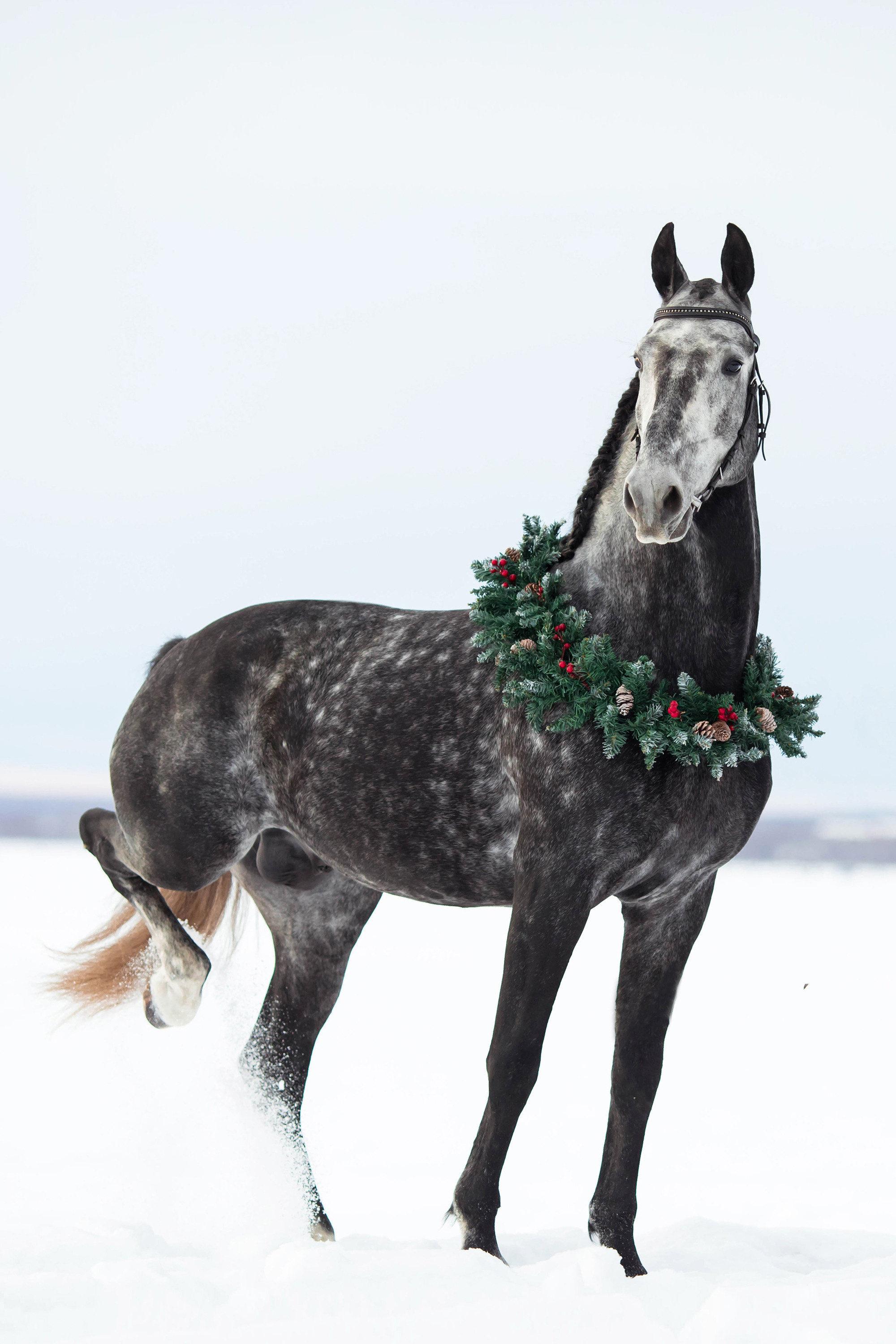 Съемка животных. Конный фотограф в Челябинске Стромова Ольга