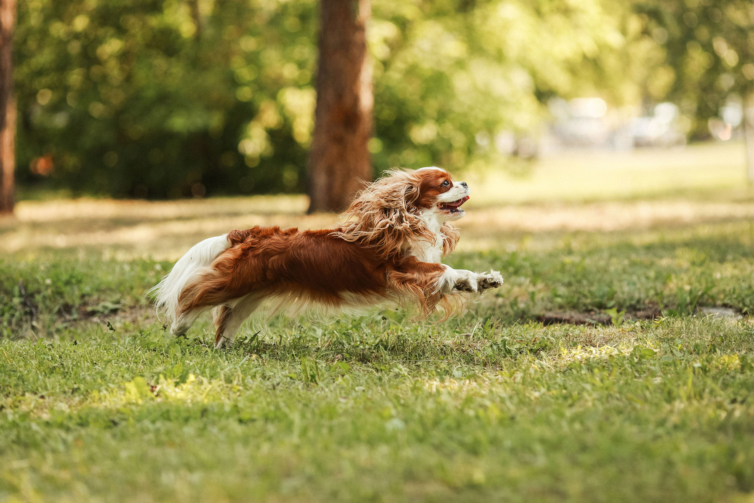 Съемка животных. Конный фотограф в Челябинске Стромова Ольга
