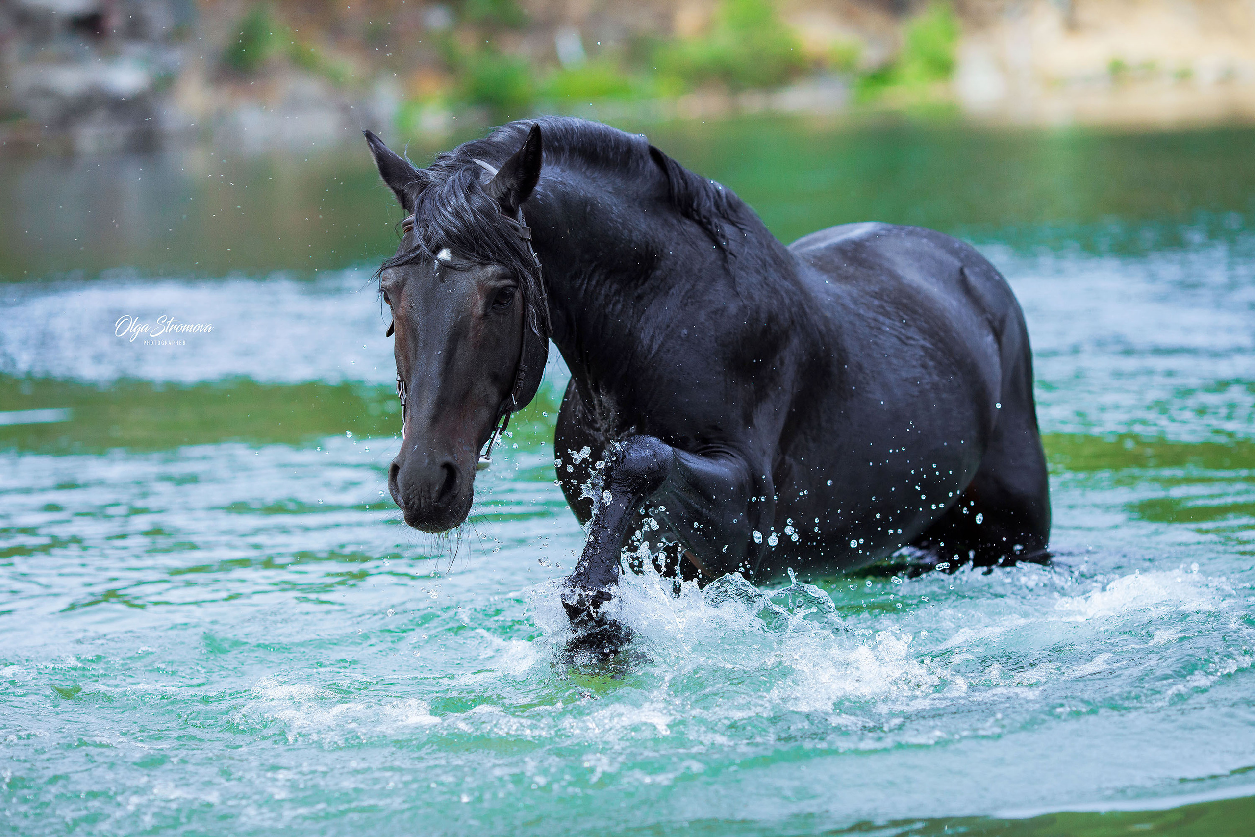 Съемка животных. Конный фотограф в Челябинске Стромова Ольга