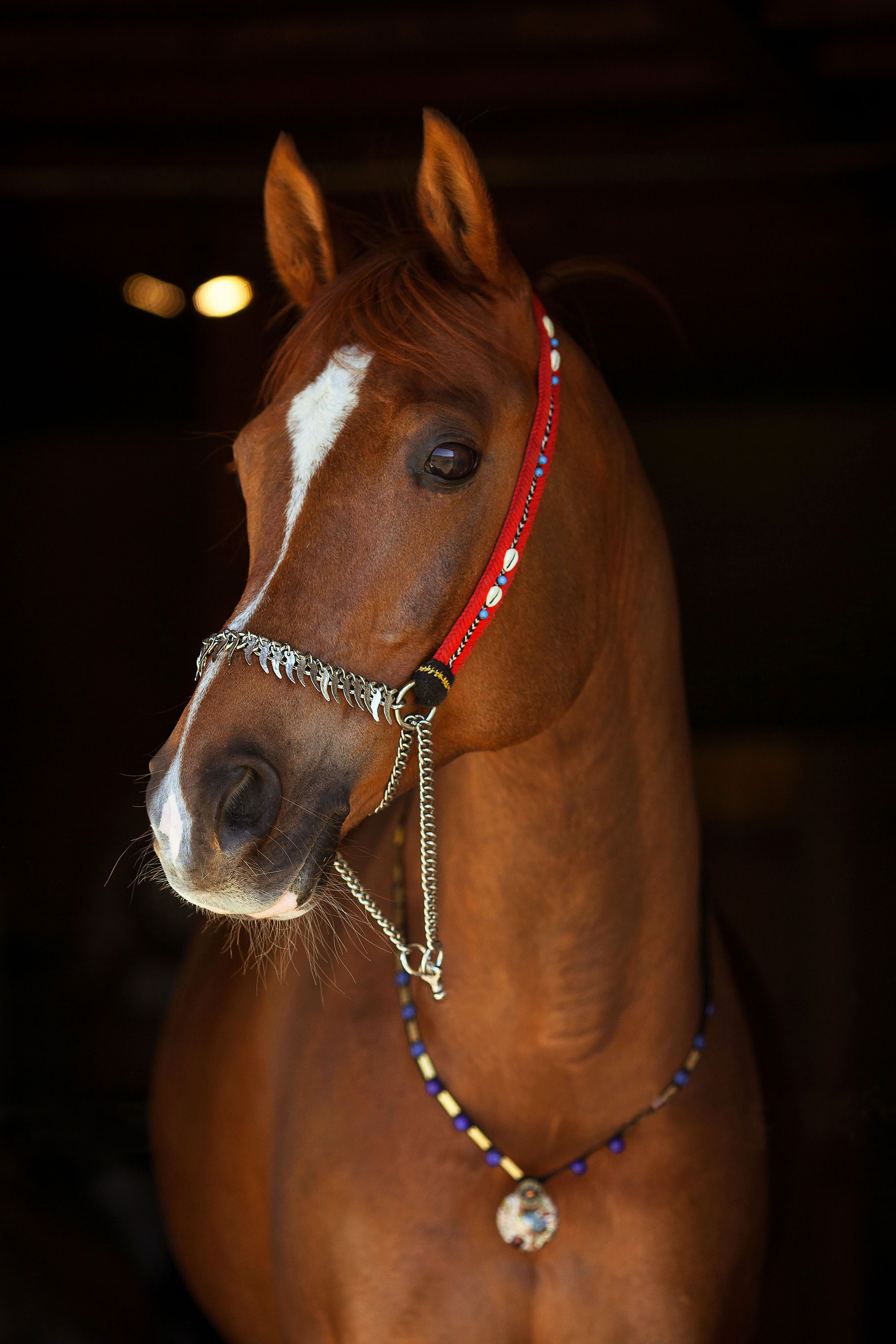 Съемка животных. Конный фотограф в Челябинске Стромова Ольга