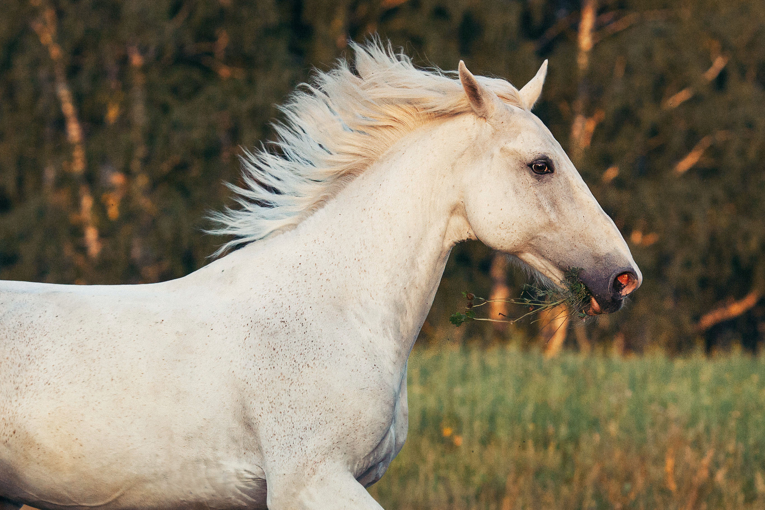 Съемка животных. Конный фотограф в Челябинске Стромова Ольга
