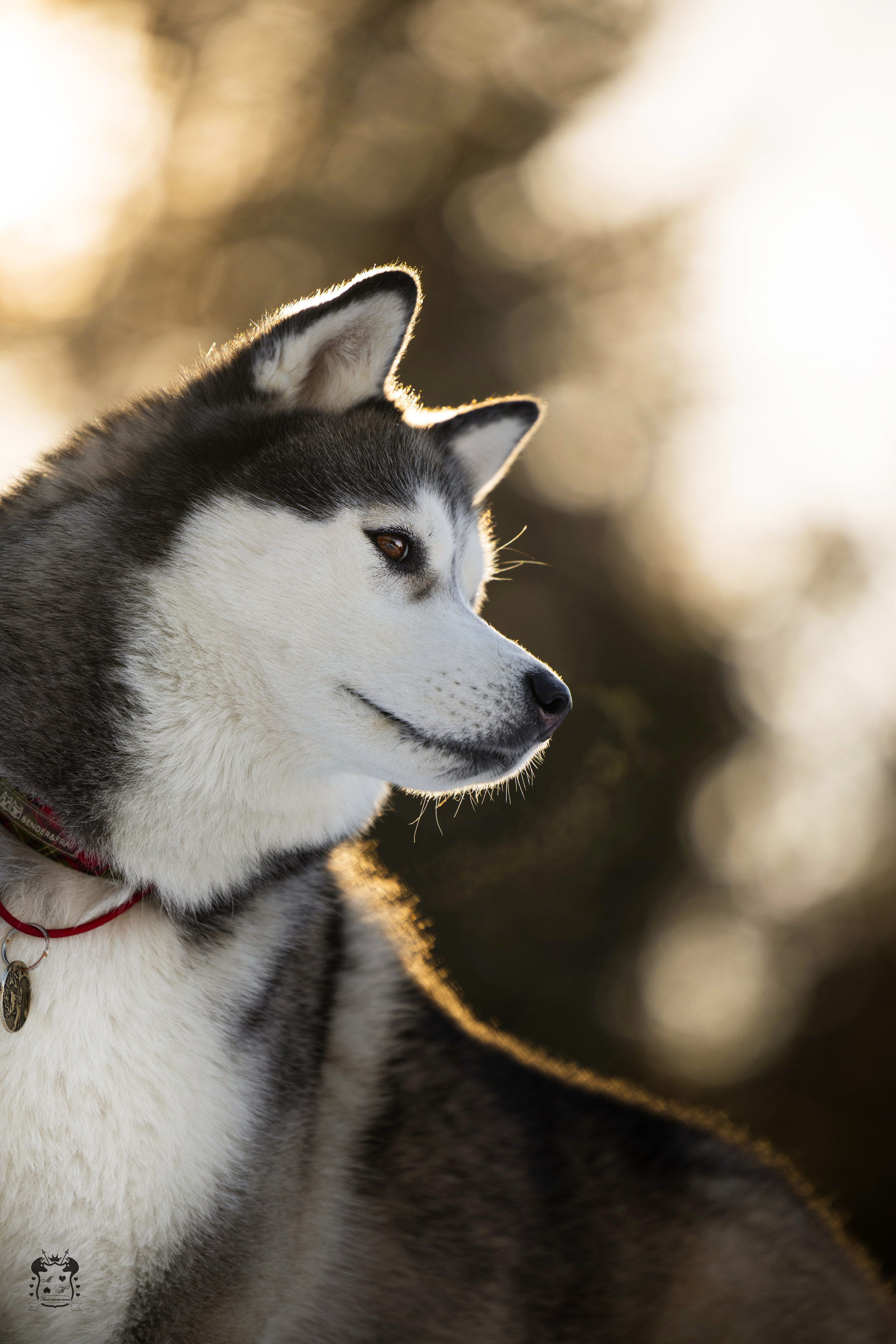 Портфолио. Фотограф-анималист в Екатеринбурге Марина Шишкина