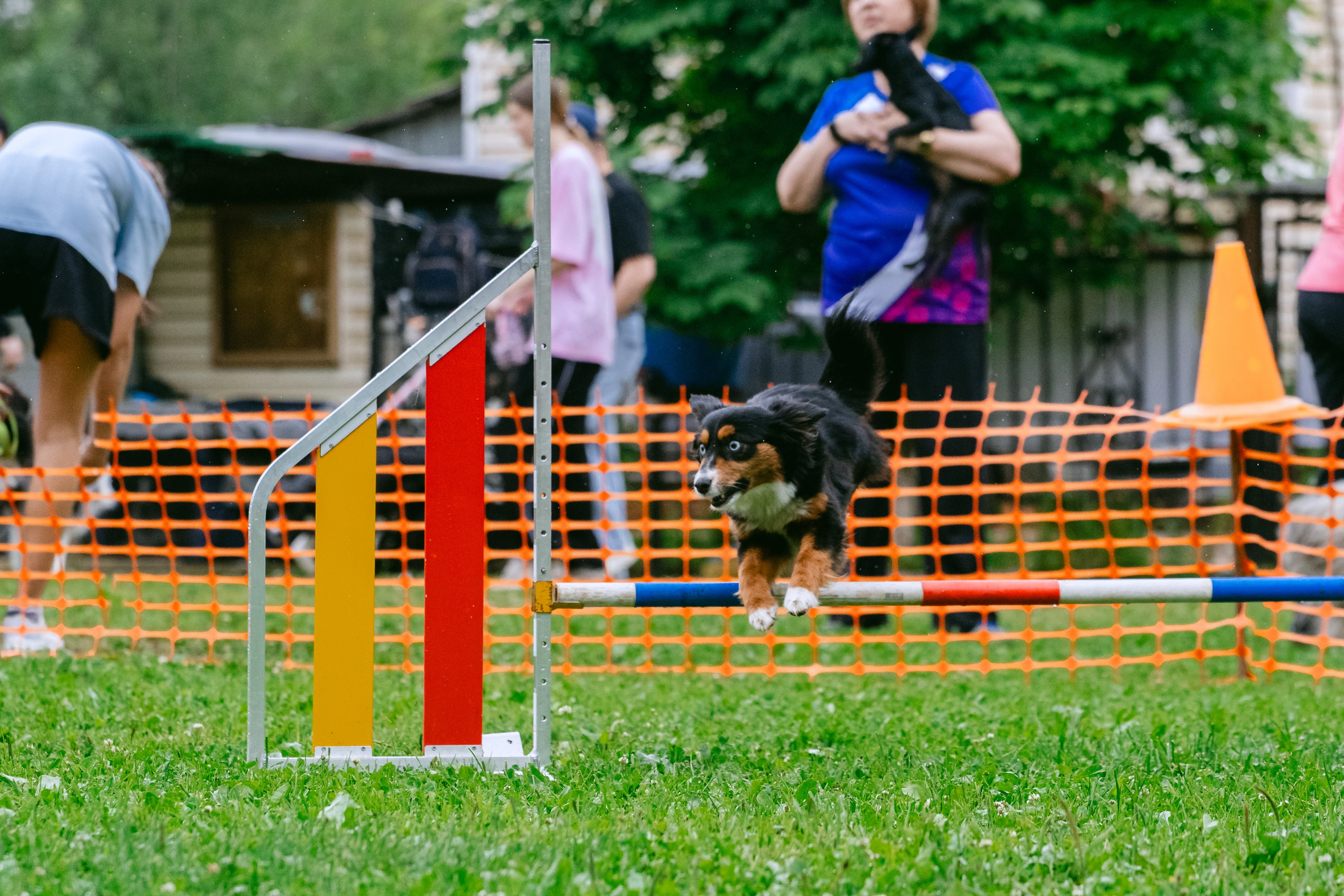 Соревнования по аджилити Долгопрудный 30.06.2025. Фотограф-анималист Татьяна Степанова