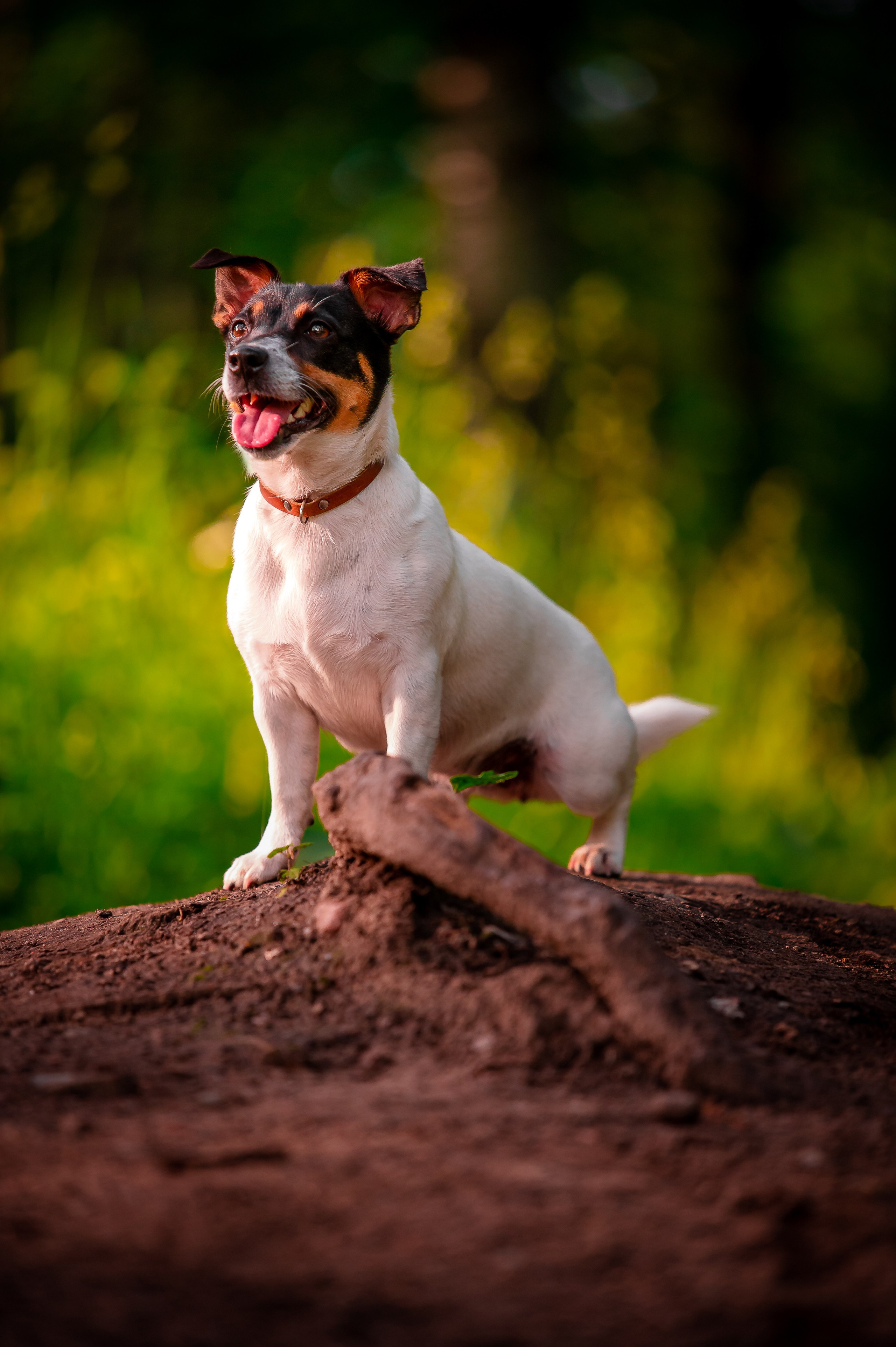 Собаки. Фотограф-анималист в Санкт-Петербурге Анастасия Иванова