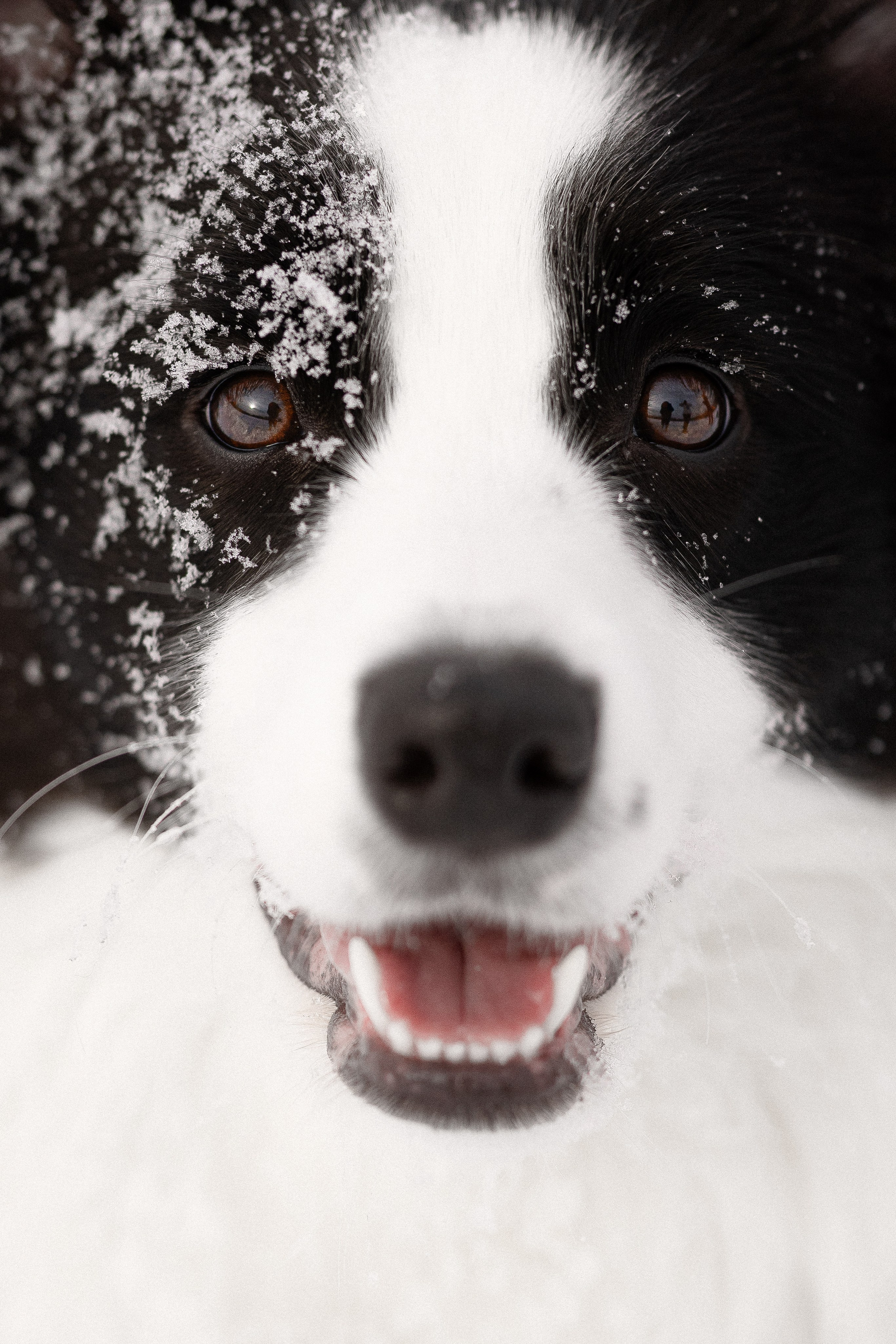 Лилия, Алексей и Ариана. Фотограф и видеограф анималист Аганина Дарья