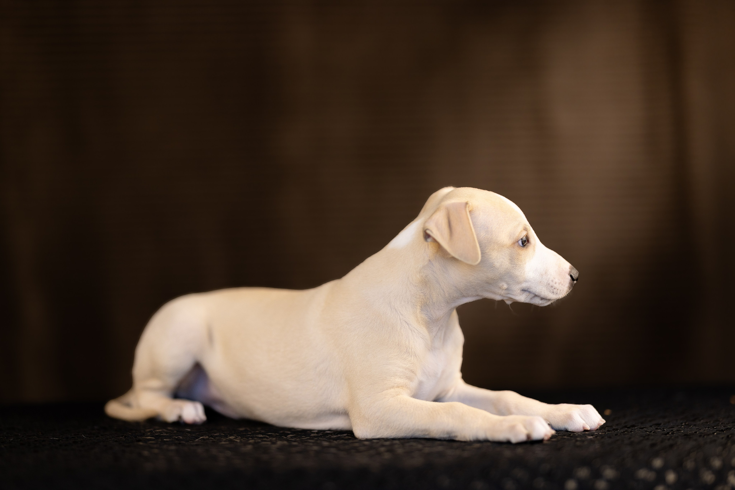 Уиппет. Фотограф и видеограф анималист Аганина Дарья