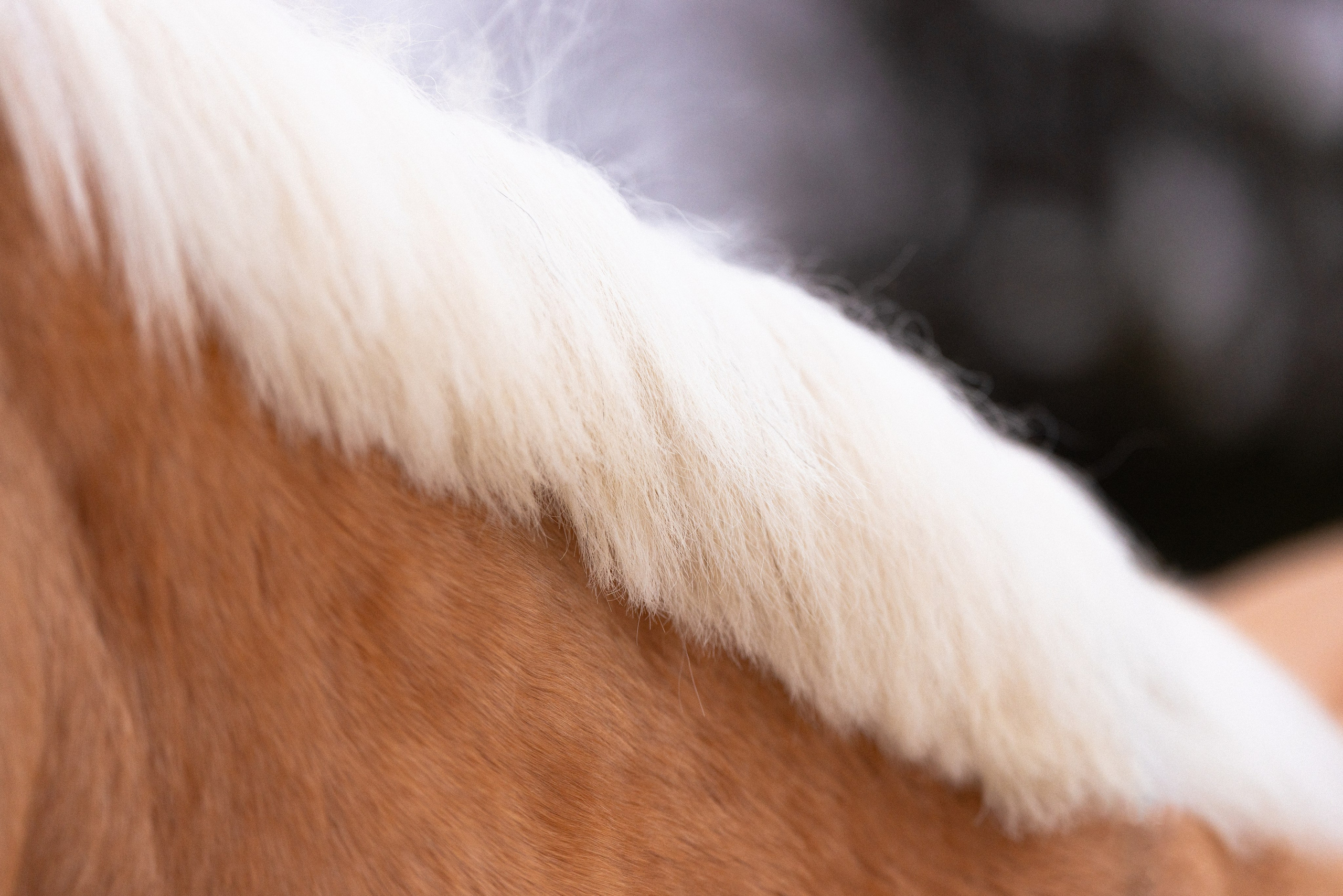 Бейкер. Фотограф и видеограф анималист Аганина Дарья