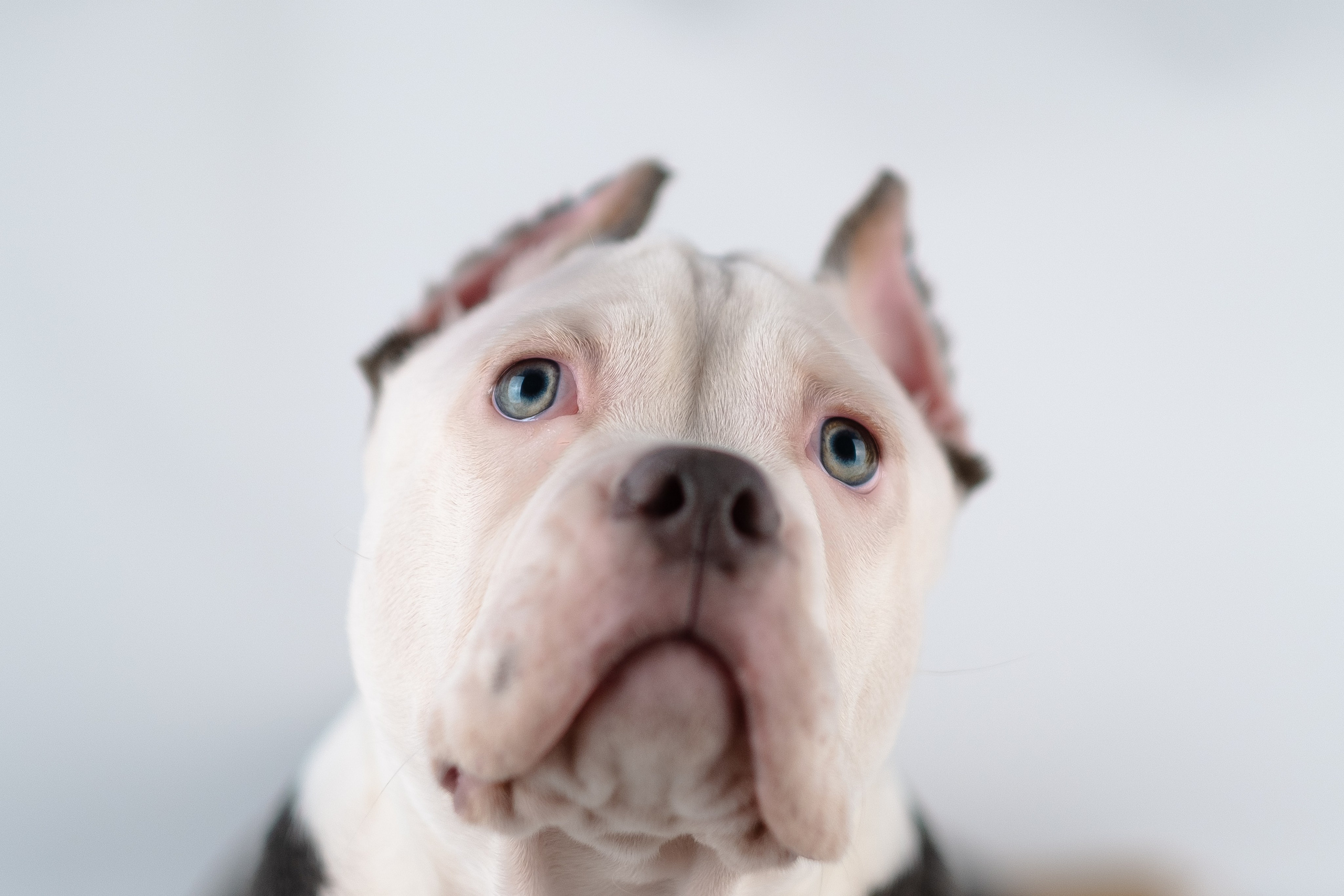 Зевс. Фотограф и видеограф анималист Аганина Дарья