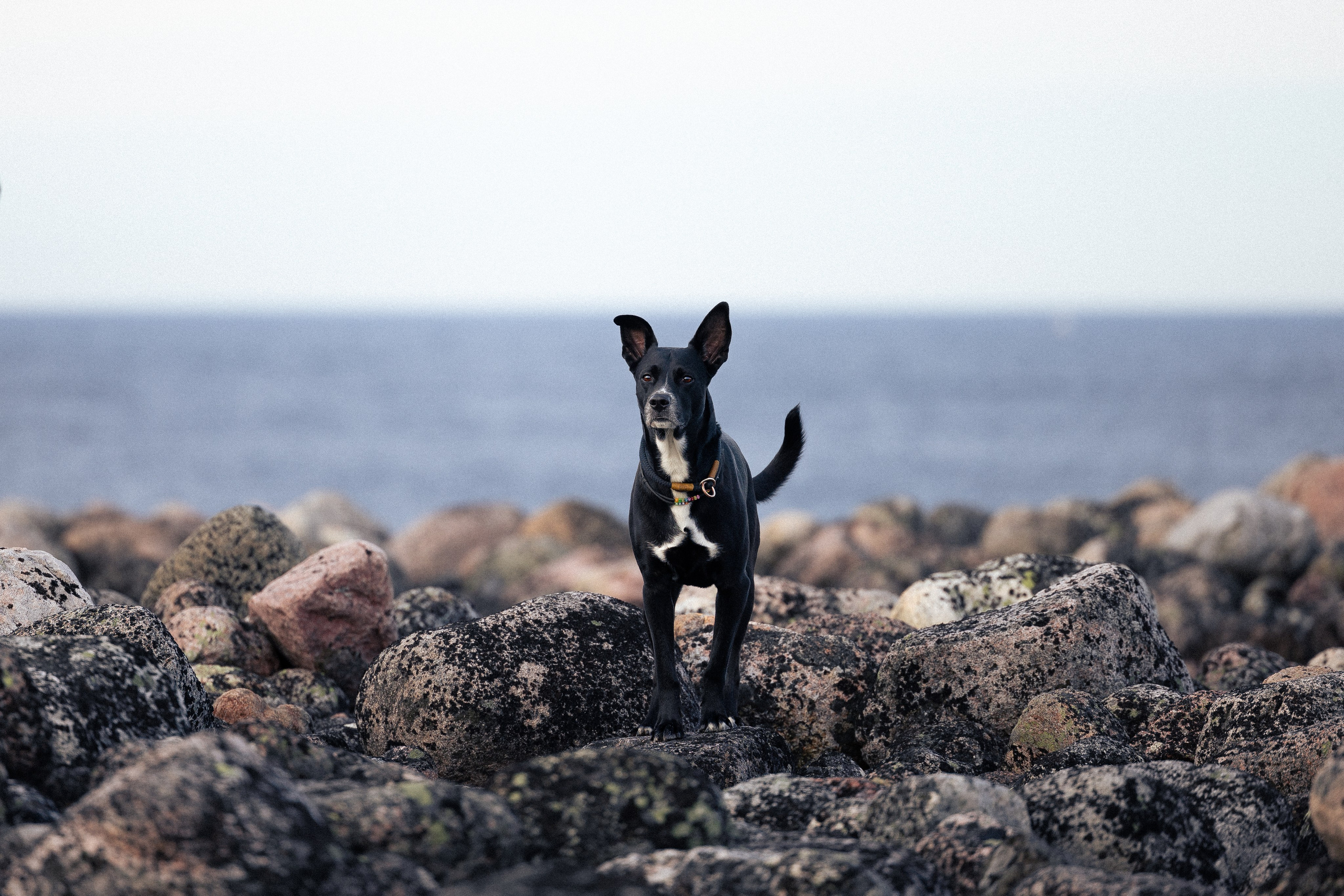 Кольский. Фотограф и видеограф анималист Аганина Дарья