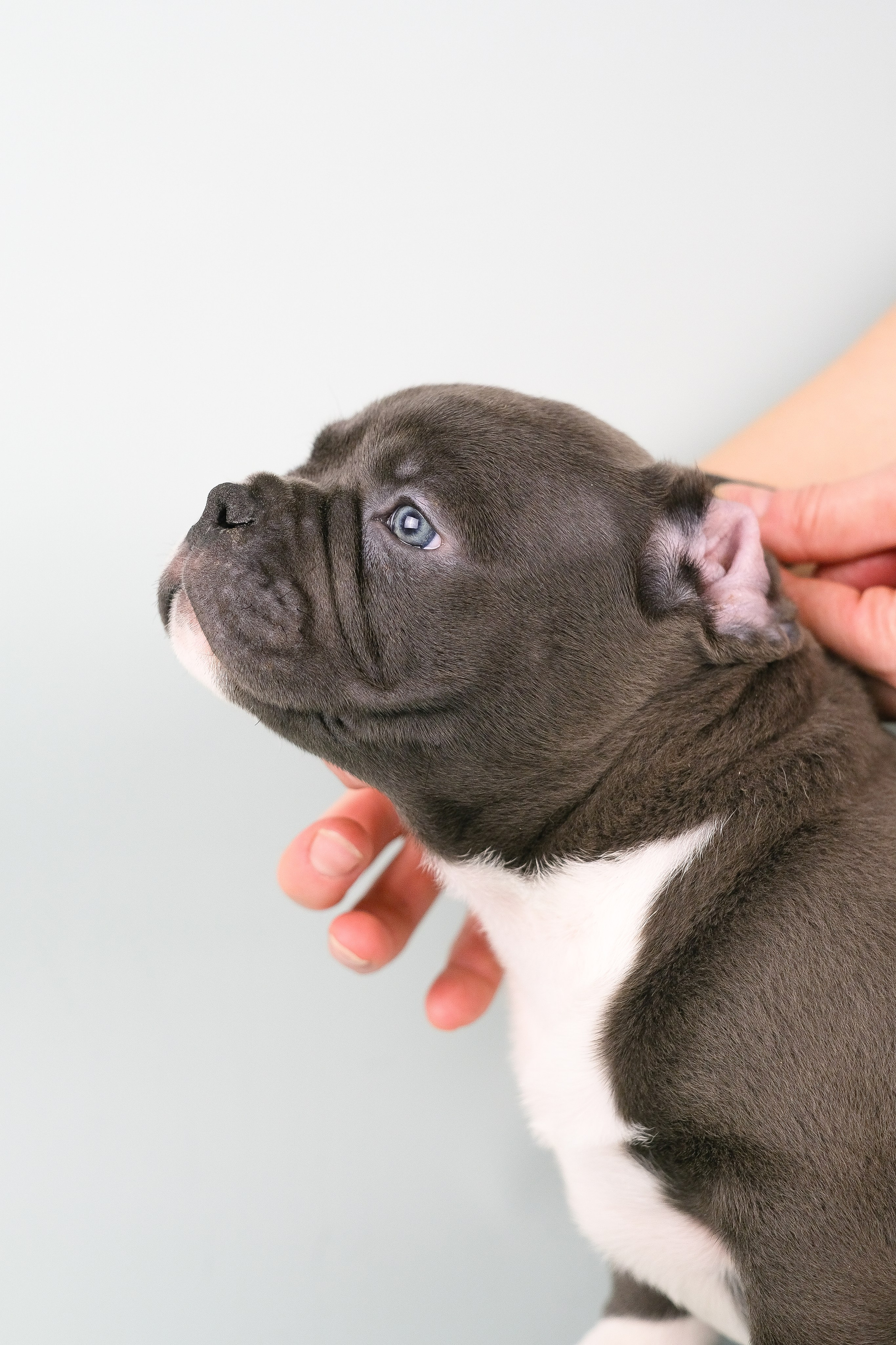 Американский Булли. Фотограф и видеограф анималист Аганина Дарья
