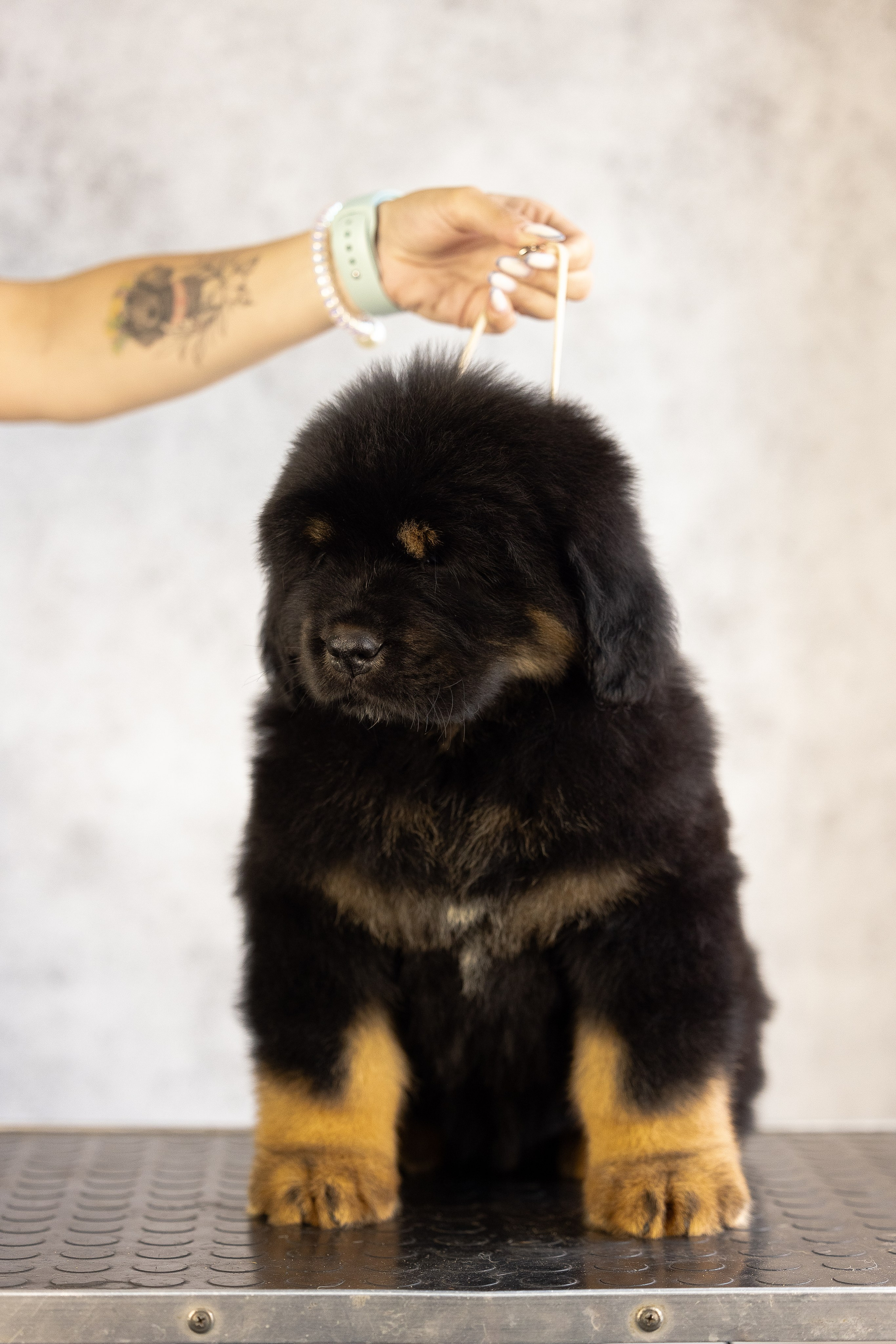 Тибетский мастиф. Фотограф и видеограф анималист Аганина Дарья